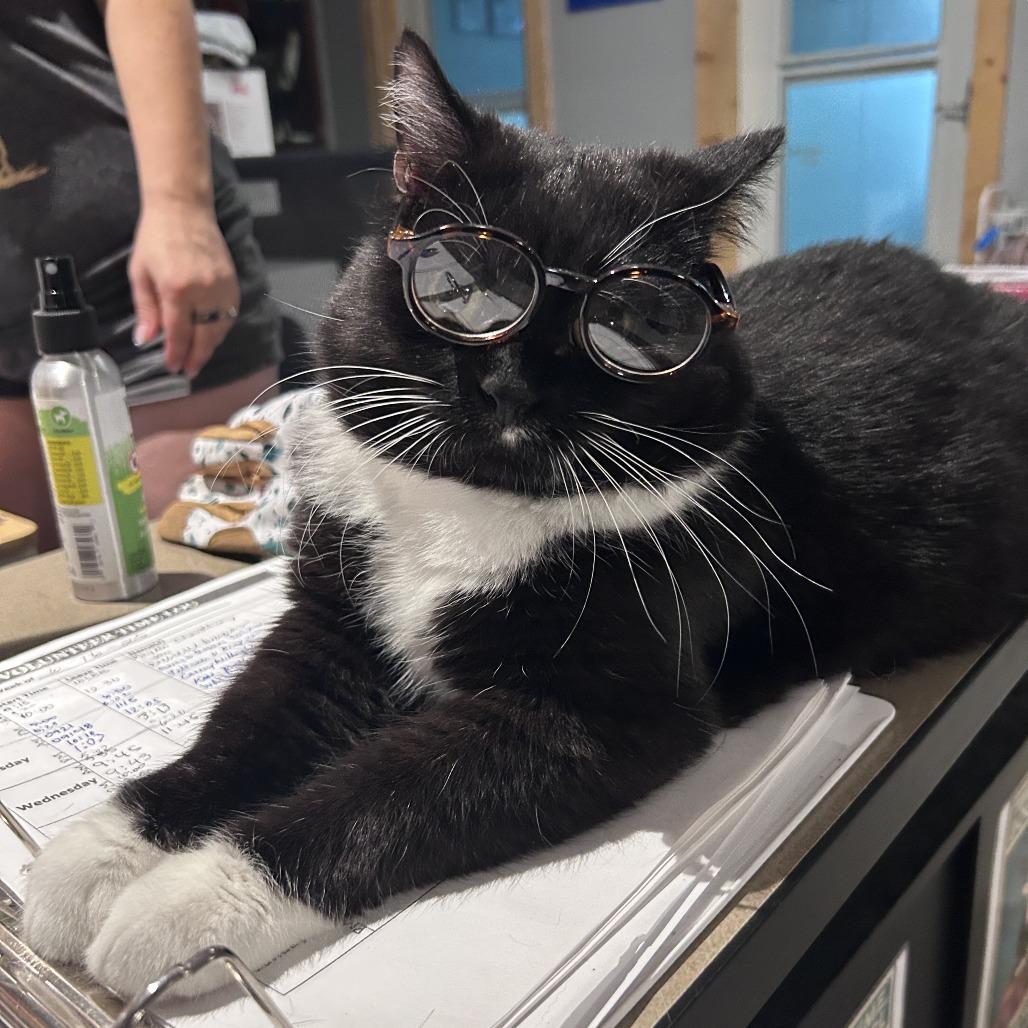 Karma, a Adoptable mixed breed in Brighton, MO image 3/5