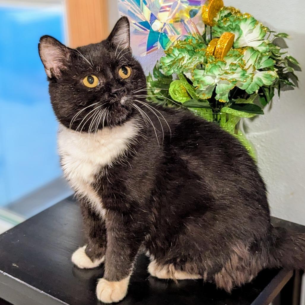 Karma, a Adoptable mixed breed in Brighton, MO image 4/5