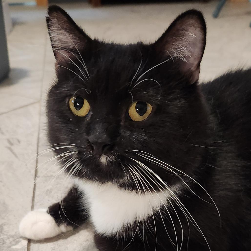 Karma, a Adoptable mixed breed in Brighton, MO image 5/5