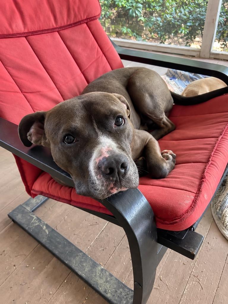 Enlarge Isaiah (local), a Adoptable mixed breed in Princeton, MA image 1/3