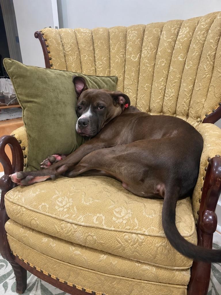 Enlarge Isaiah (local), a Adoptable mixed breed in Princeton, MA image 2/3