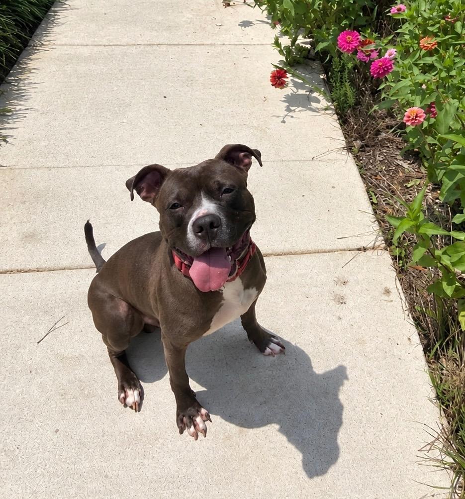 Enlarge Isaiah (local), a Adoptable mixed breed in Princeton, MA image 3/3