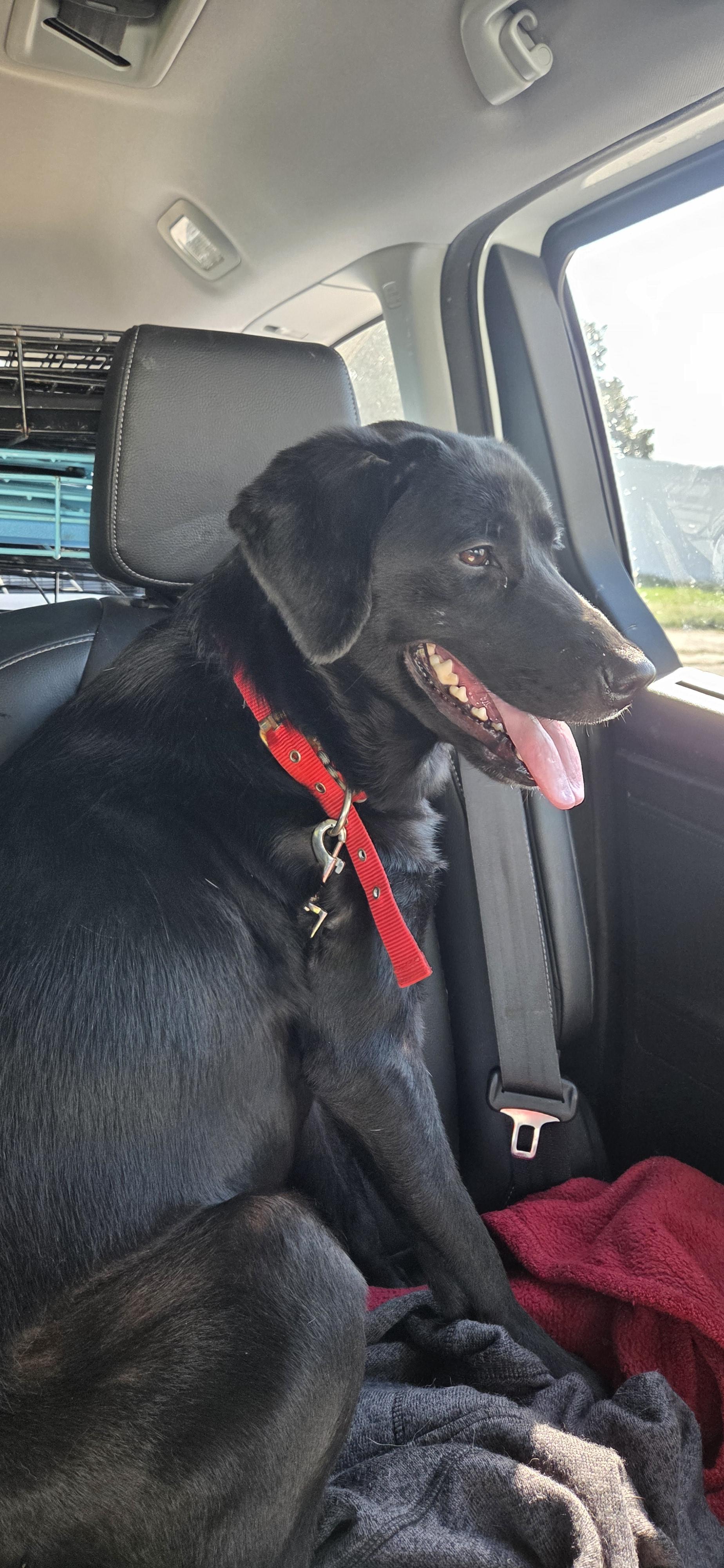 Artemis, ADOPTABLE, Adult Female Black Labrador Retriever.