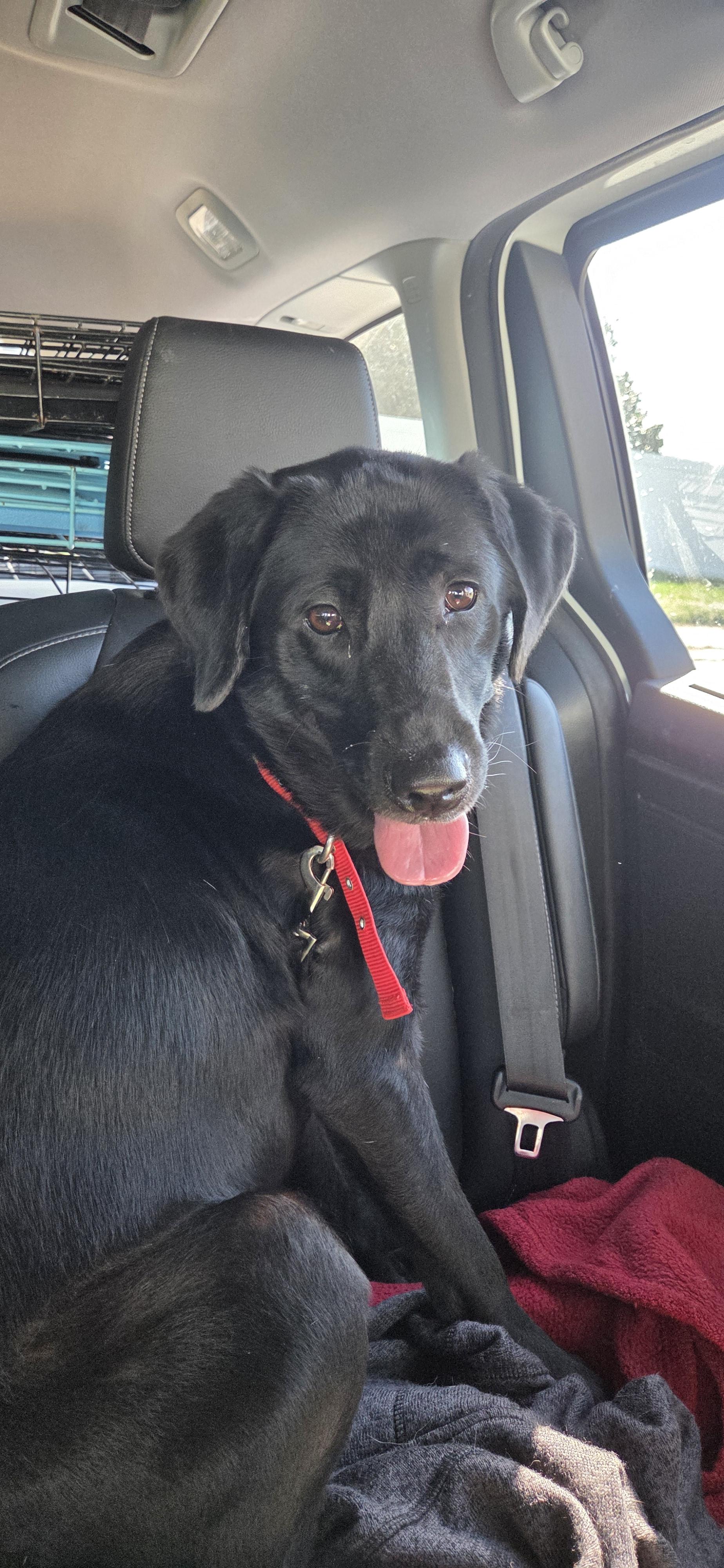 Artemis, a ADOPTABLE mixed breed in Evansville, IN image 2/2