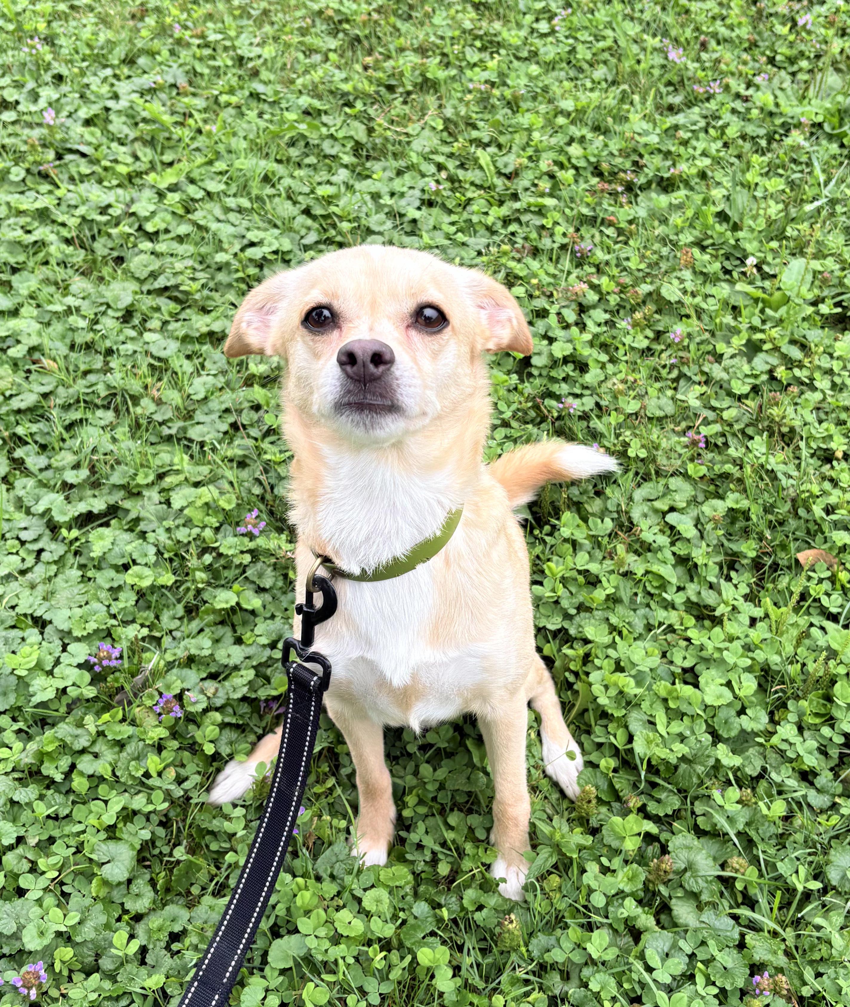 Enlarge Hammock, an adopted mixed breed in Brunswick, OH image 2/6