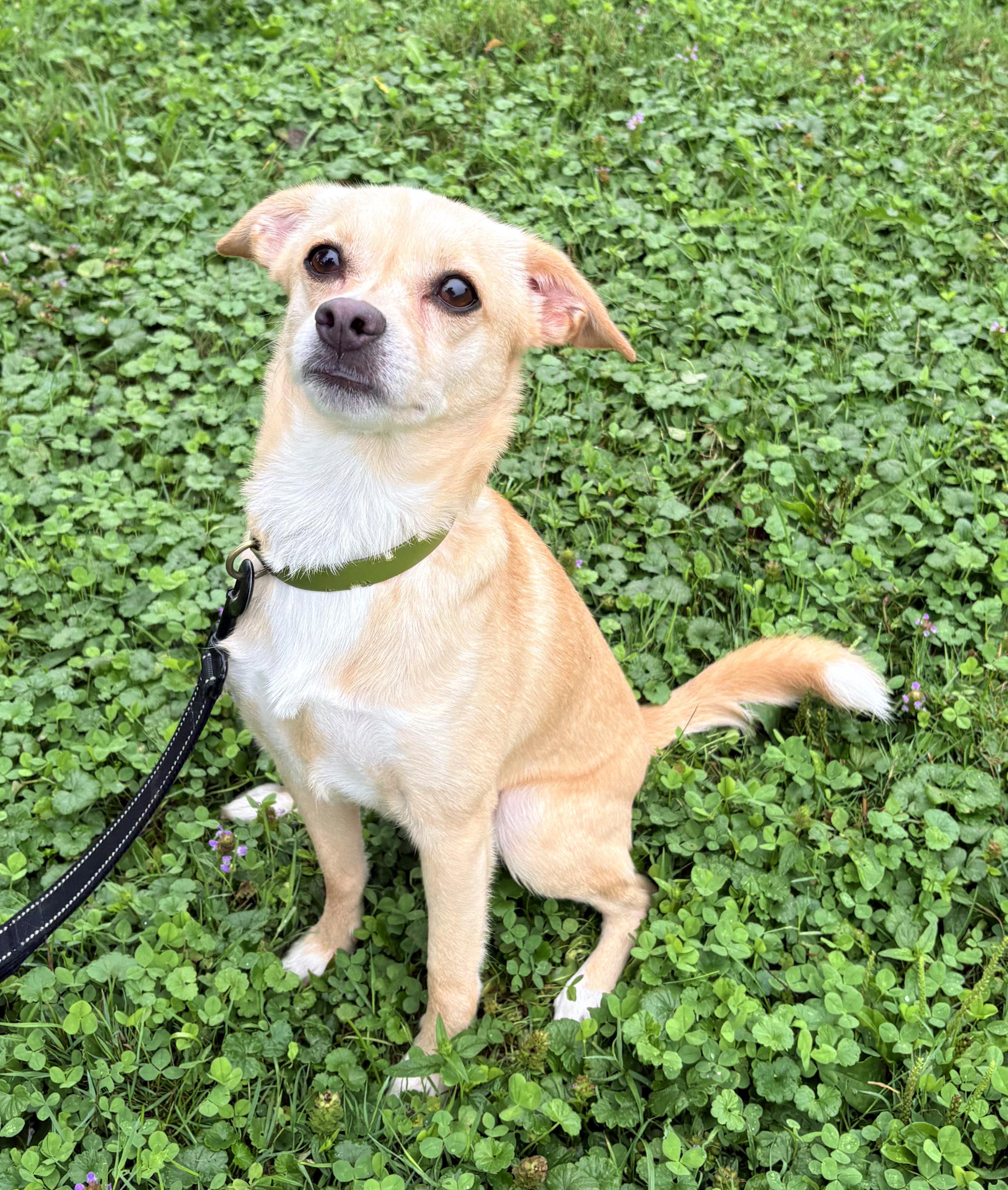 Enlarge Hammock, an adopted mixed breed in Brunswick, OH image 3/6
