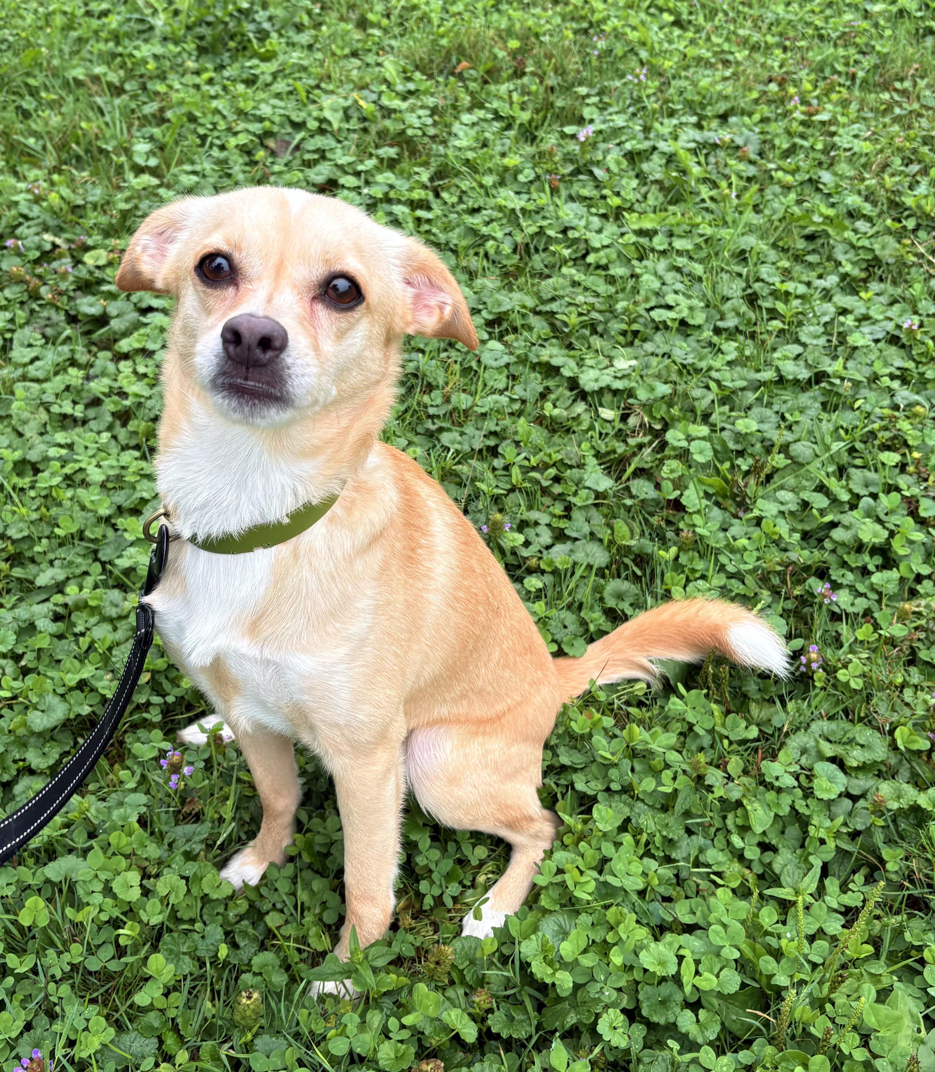 Enlarge Hammock, an adopted mixed breed in Brunswick, OH image 1/6