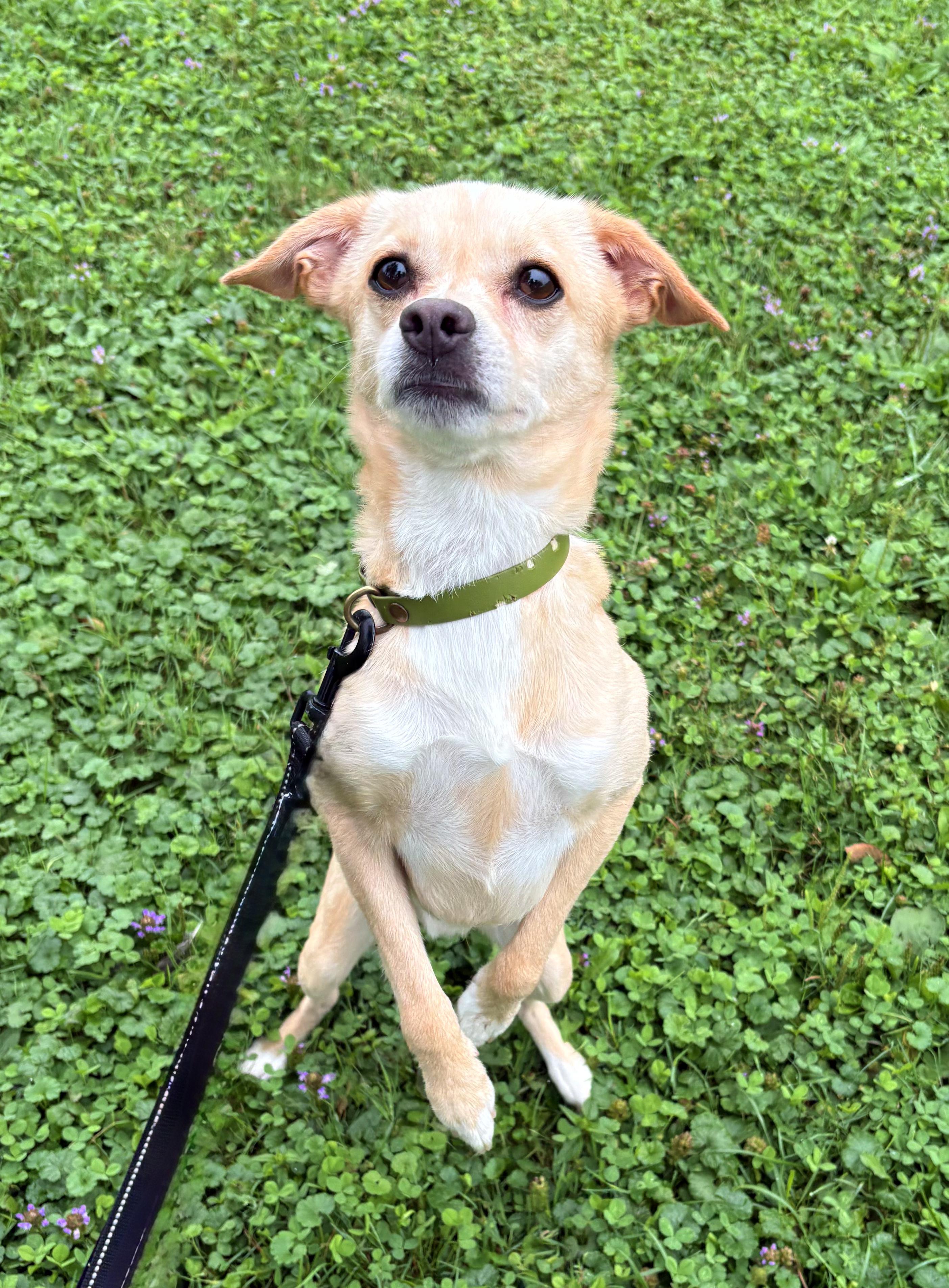 Enlarge Hammock, an adopted mixed breed in Brunswick, OH image 6/6