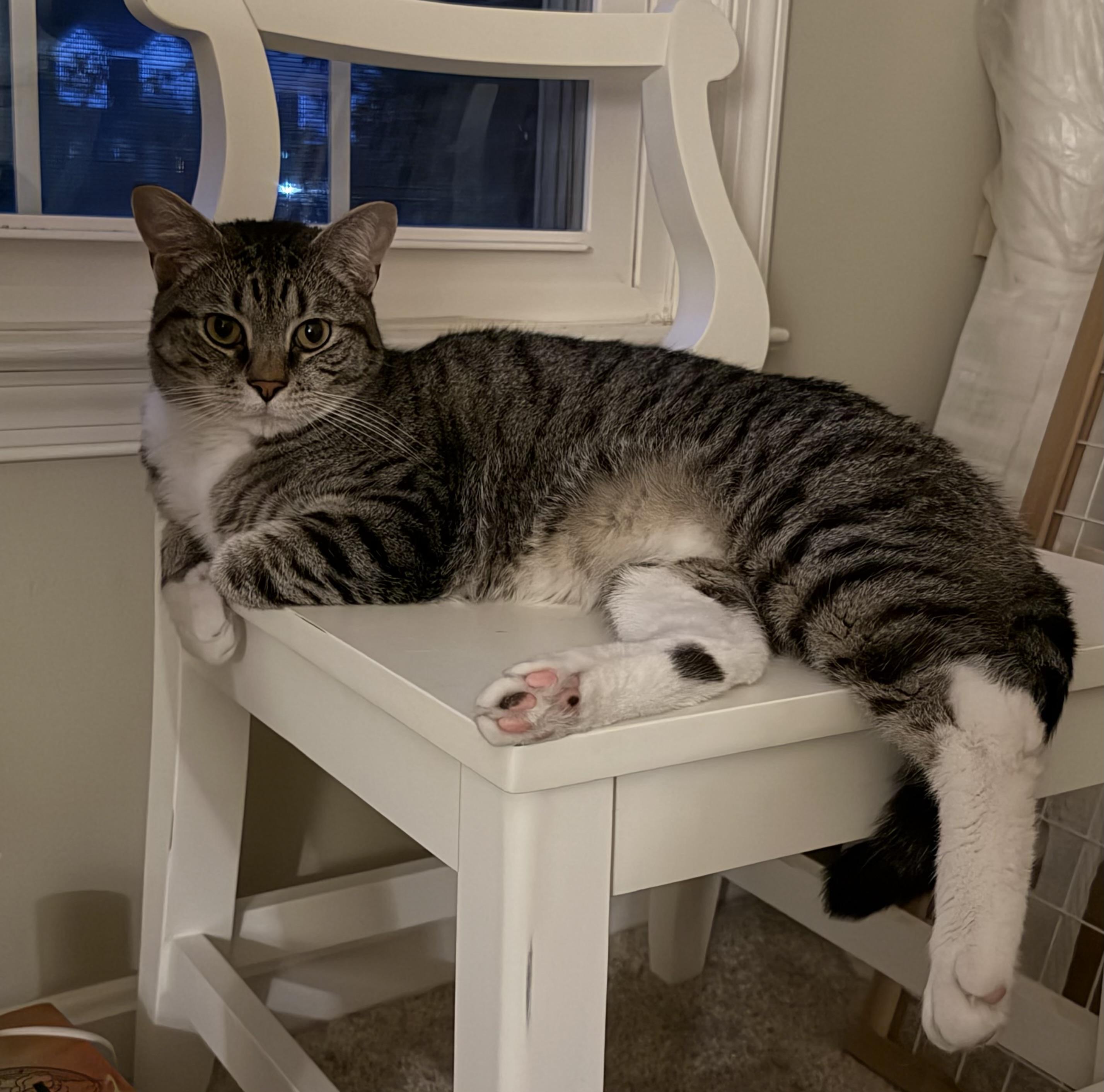 Apollo-Fee Sponsored, a ADOPTABLE Domestic Short Hair in Leesburg, VA image 2/4