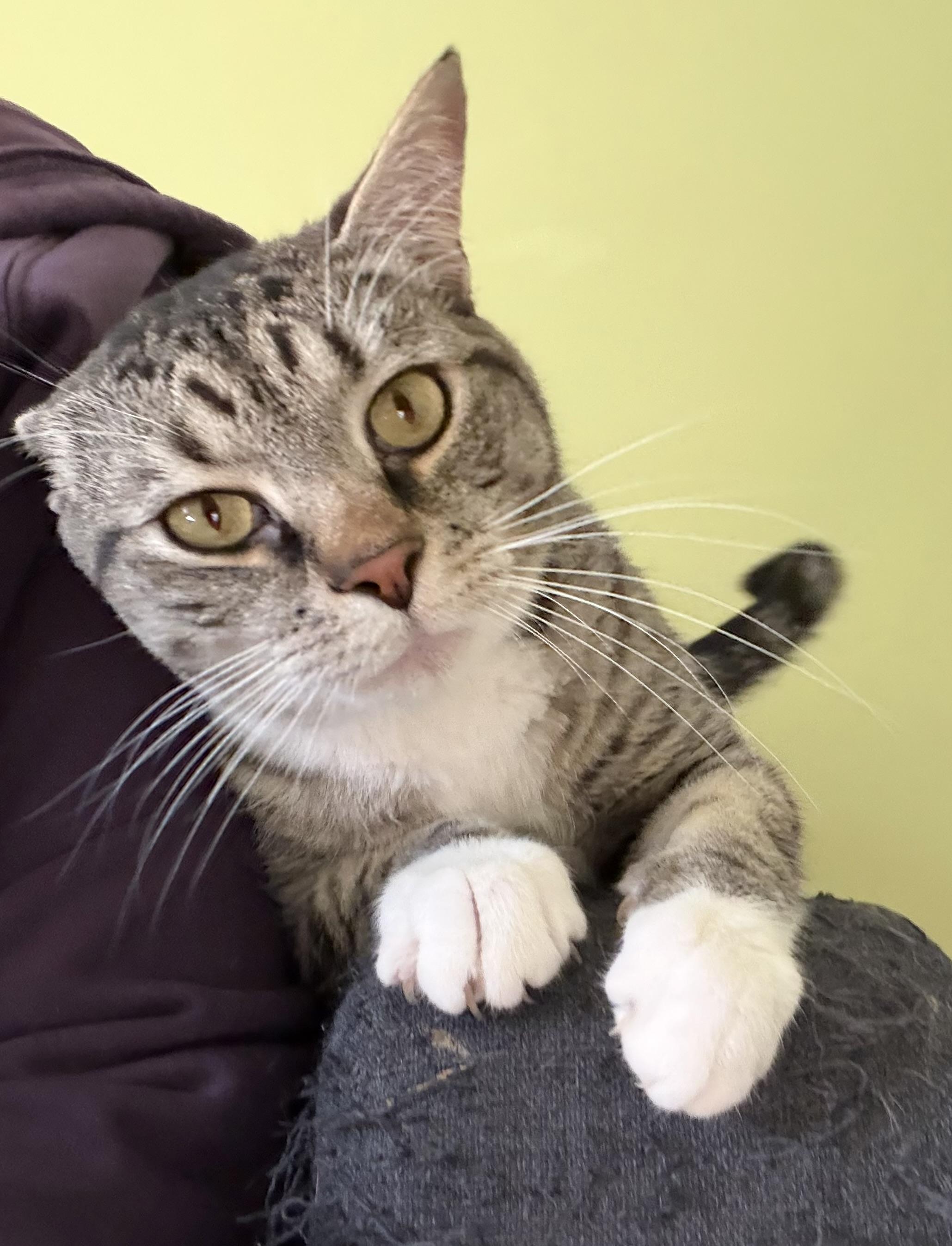 Apollo-Fee Sponsored, a ADOPTABLE Domestic Short Hair in Leesburg, VA image 3/4