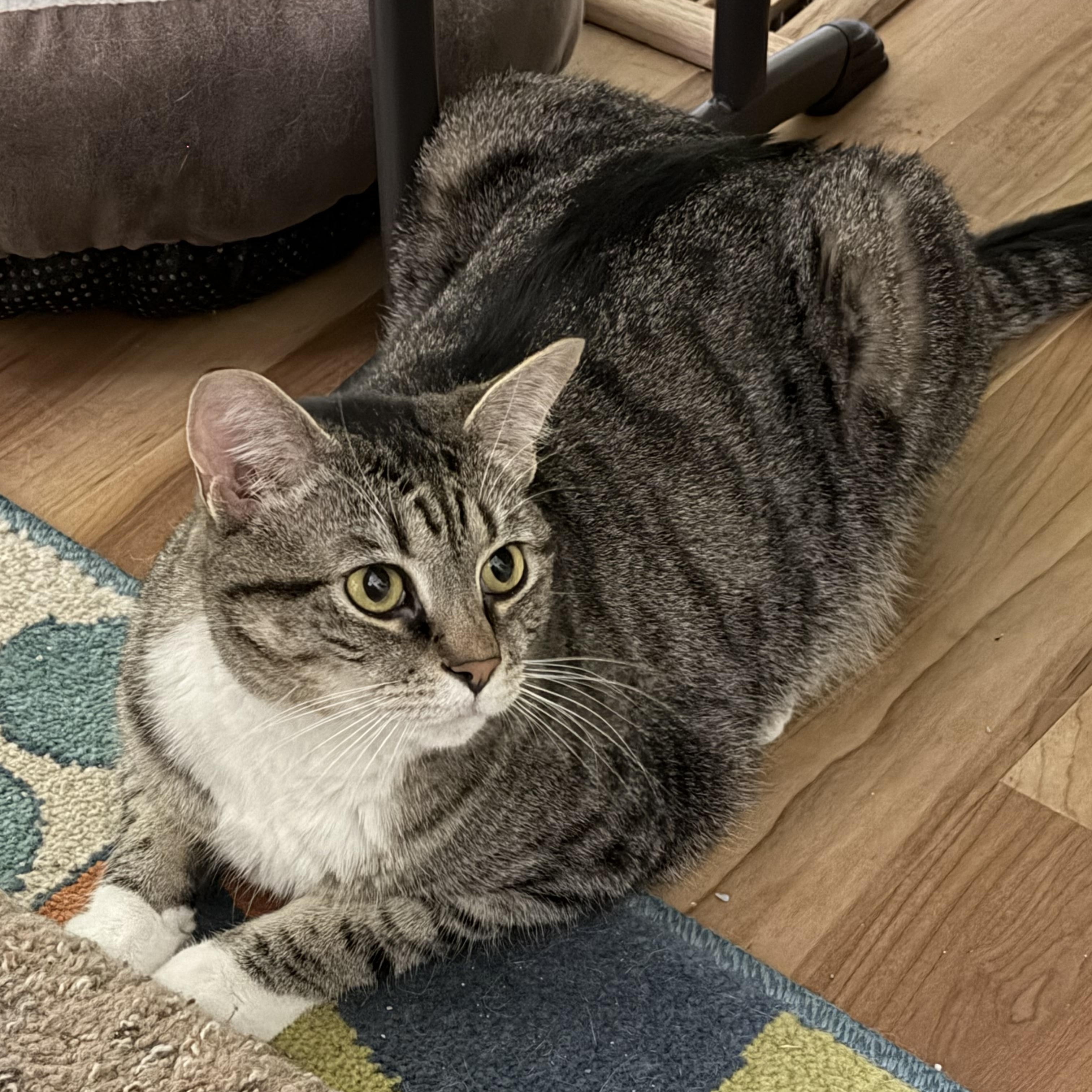 Apollo-Fee Sponsored, a ADOPTABLE Domestic Short Hair in Leesburg, VA image 4/4