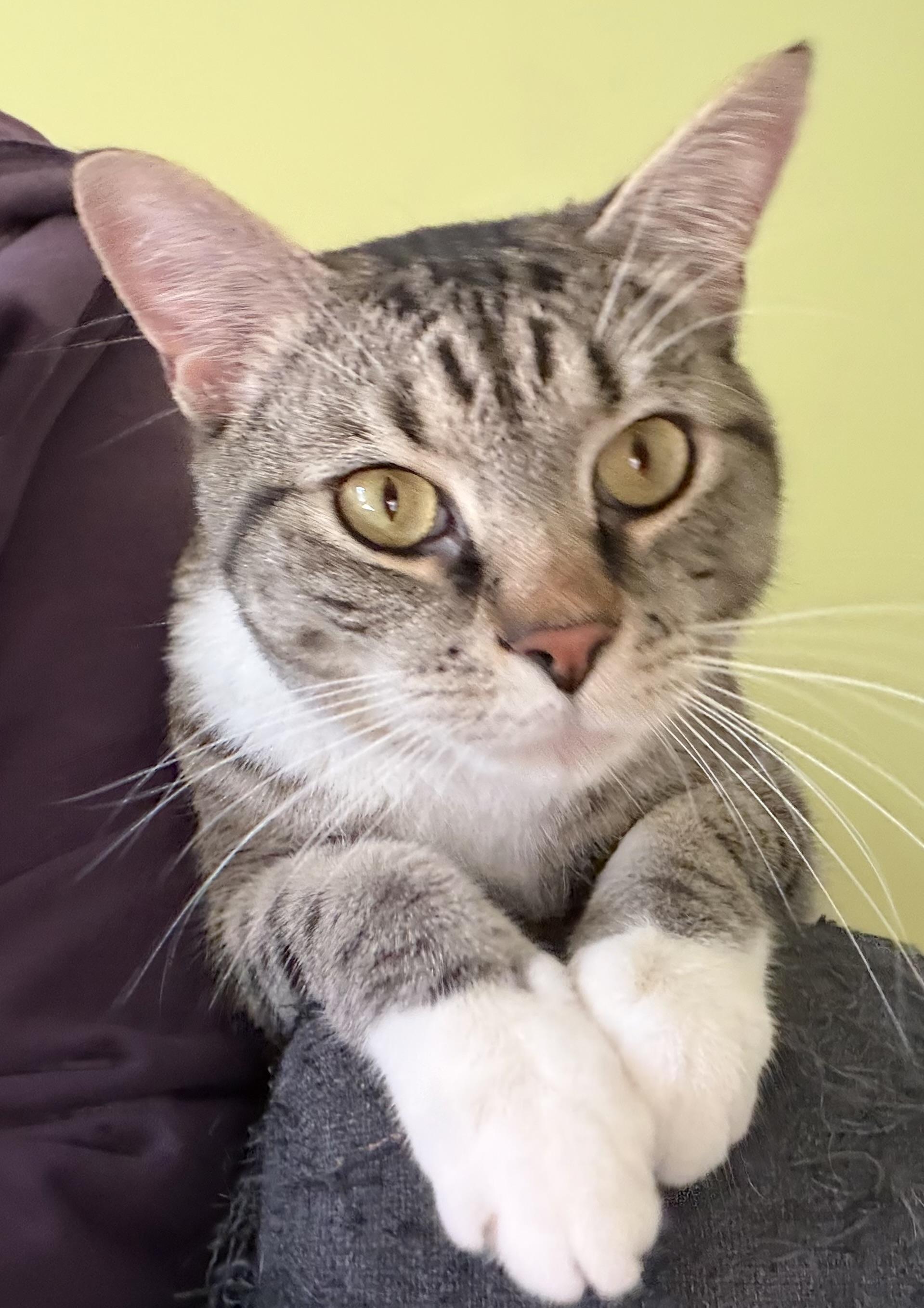 Apollo-Fee Sponsored, ADOPTABLE, Young Male Domestic Short Hair.