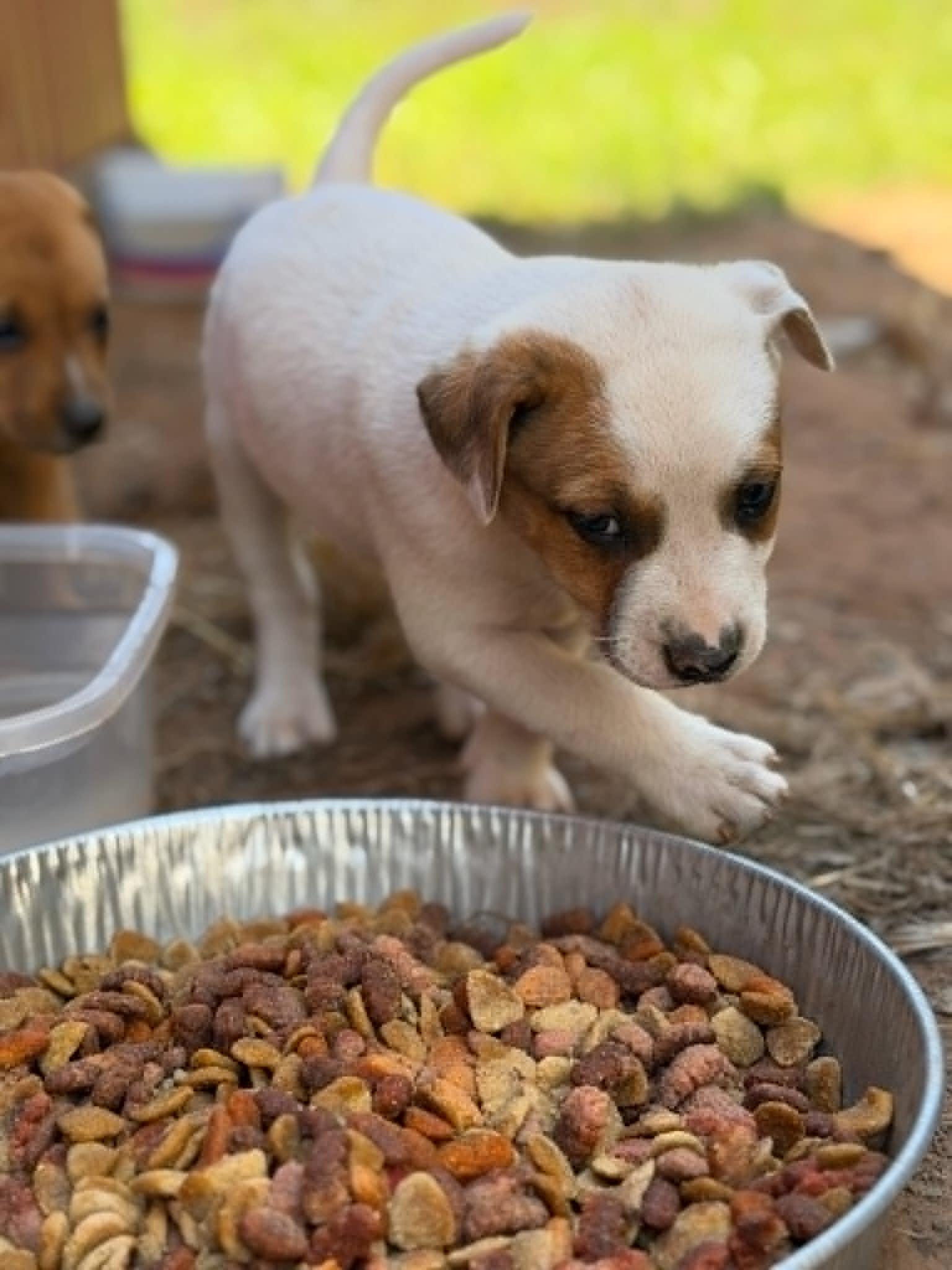 Tanner, Adoptable, Puppy Male Cattle Dog.