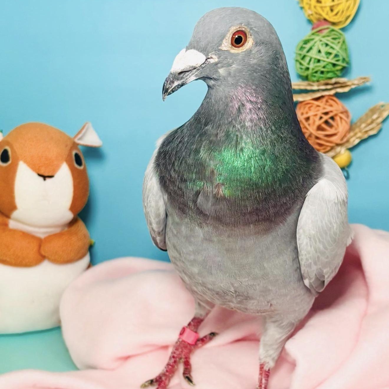 Enlarge Megan, a ADOPTABLE Pigeon in Chicago, IL image 1/4