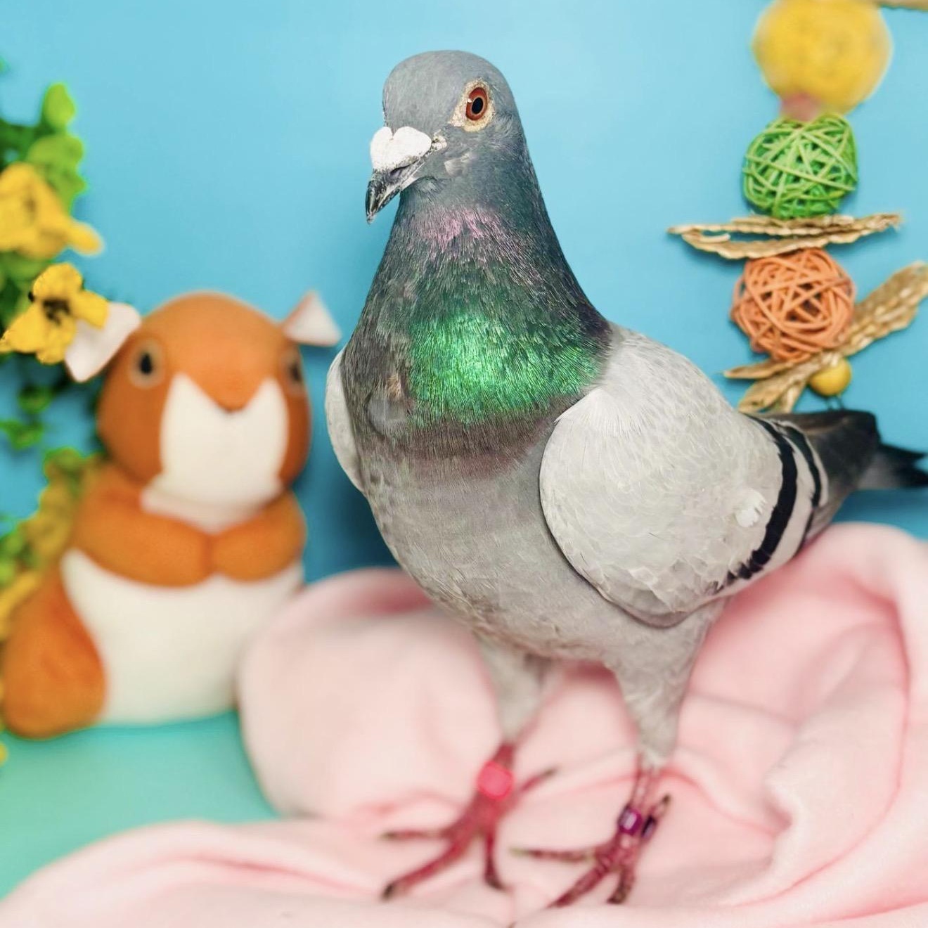 Enlarge Megan, a ADOPTABLE Pigeon in Chicago, IL image 4/4