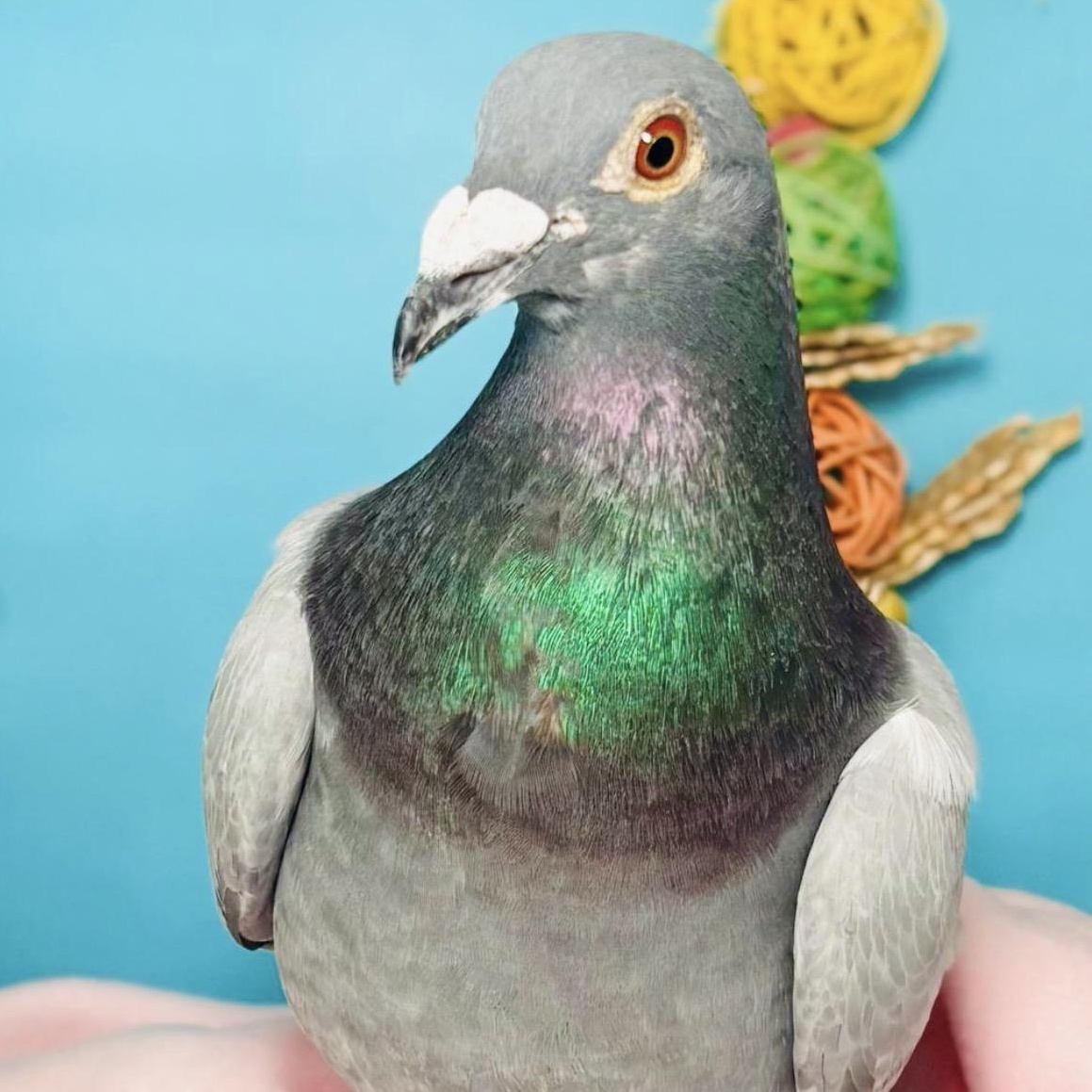 Enlarge Megan, a ADOPTABLE Pigeon in Chicago, IL image 2/4