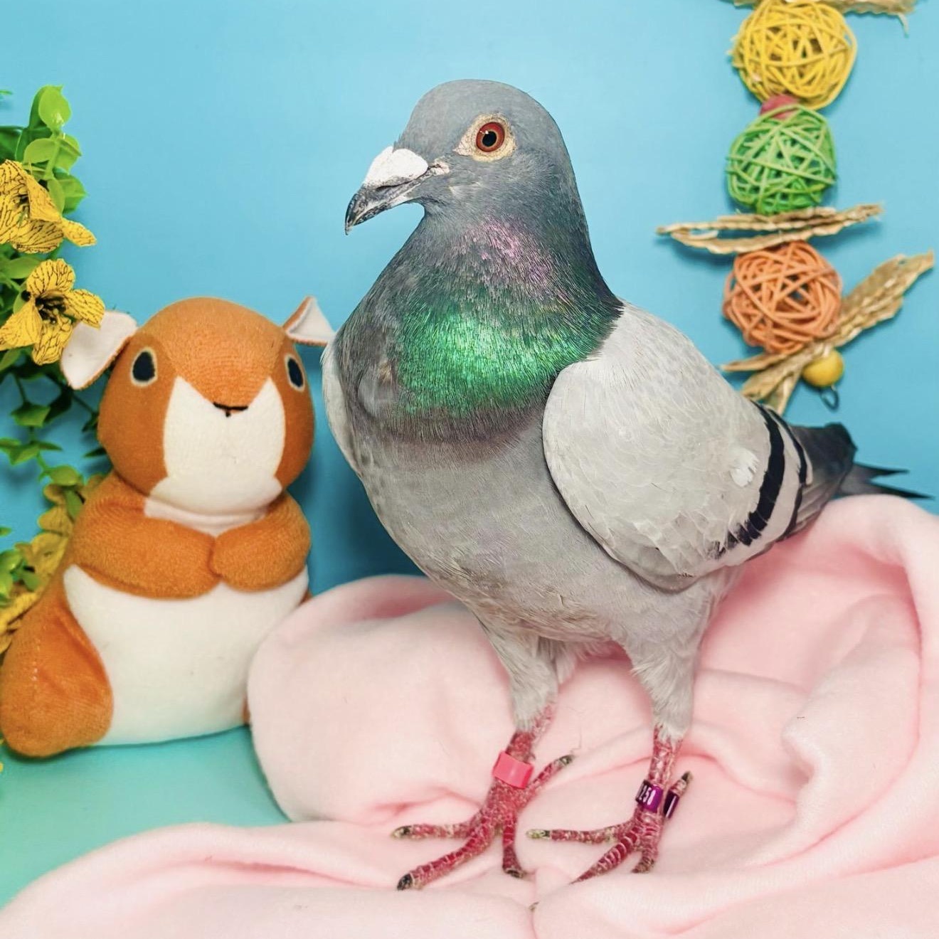 Enlarge Megan, a ADOPTABLE Pigeon in Chicago, IL image 3/4