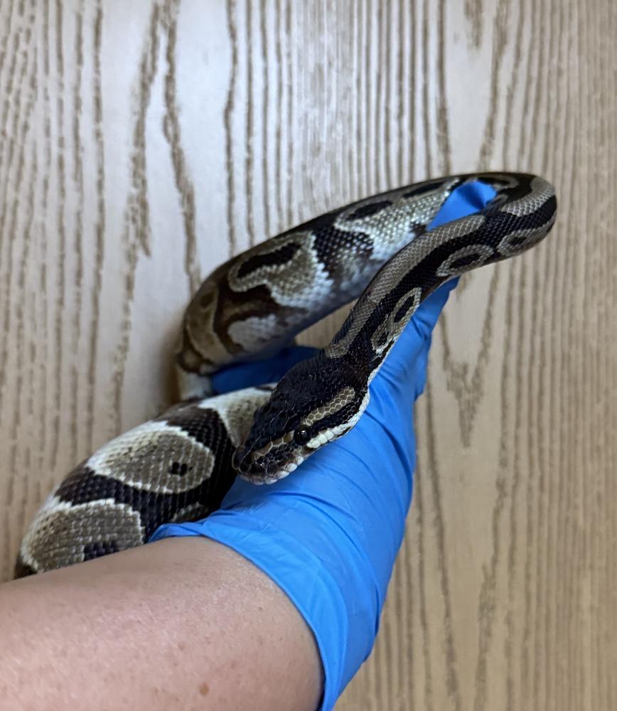 Zeke, Adoptable, Young Male Snake & Snake.