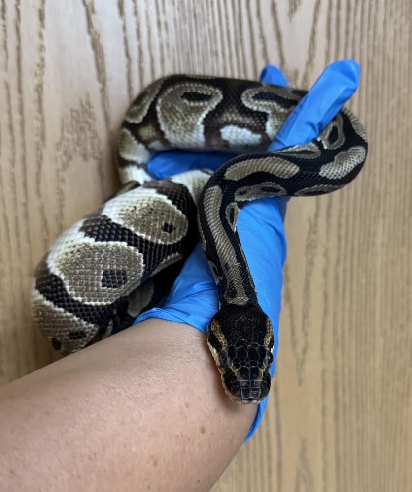 Zeke, a Adoptable mixed breed in South Bend, IN image 2/4