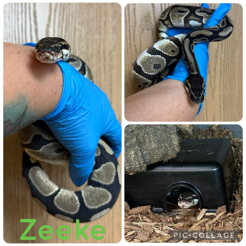 Zeeke, a Adoptable mixed breed in South Bend, IN image 3/5