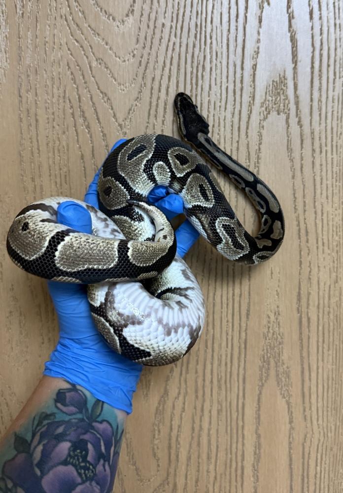 Zeke, a Adoptable mixed breed in South Bend, IN image 3/4