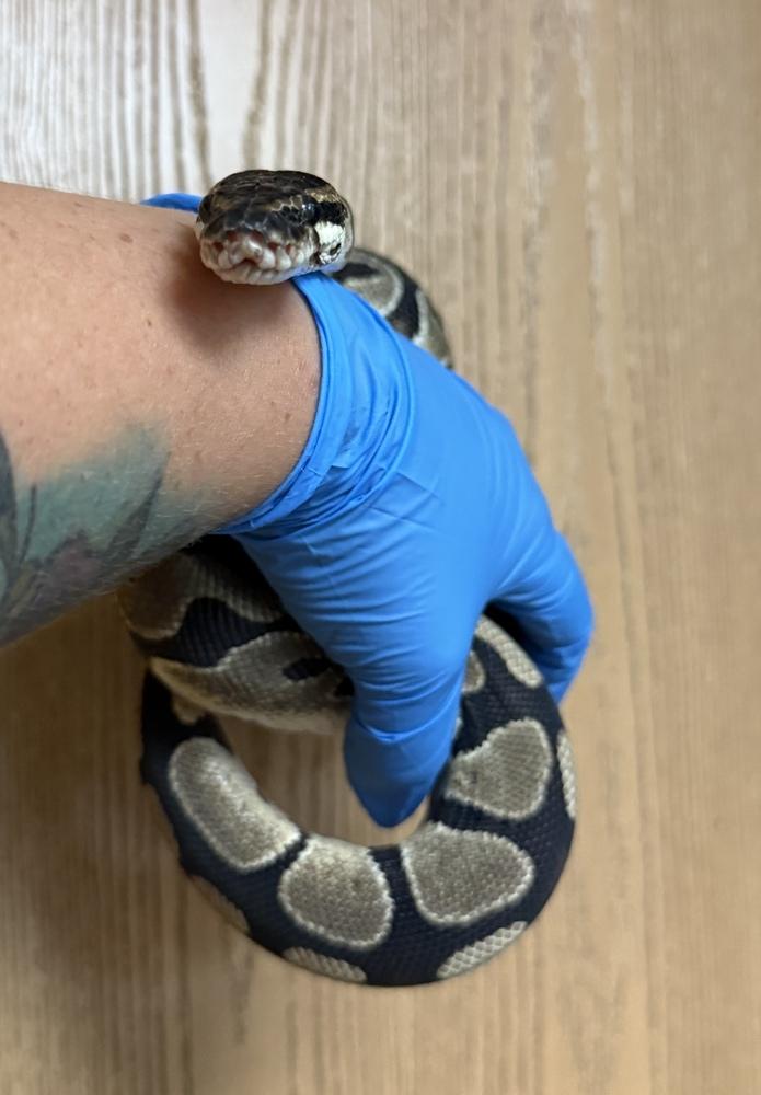 Zeke, Adoptable, Young Male Snake & Snake.