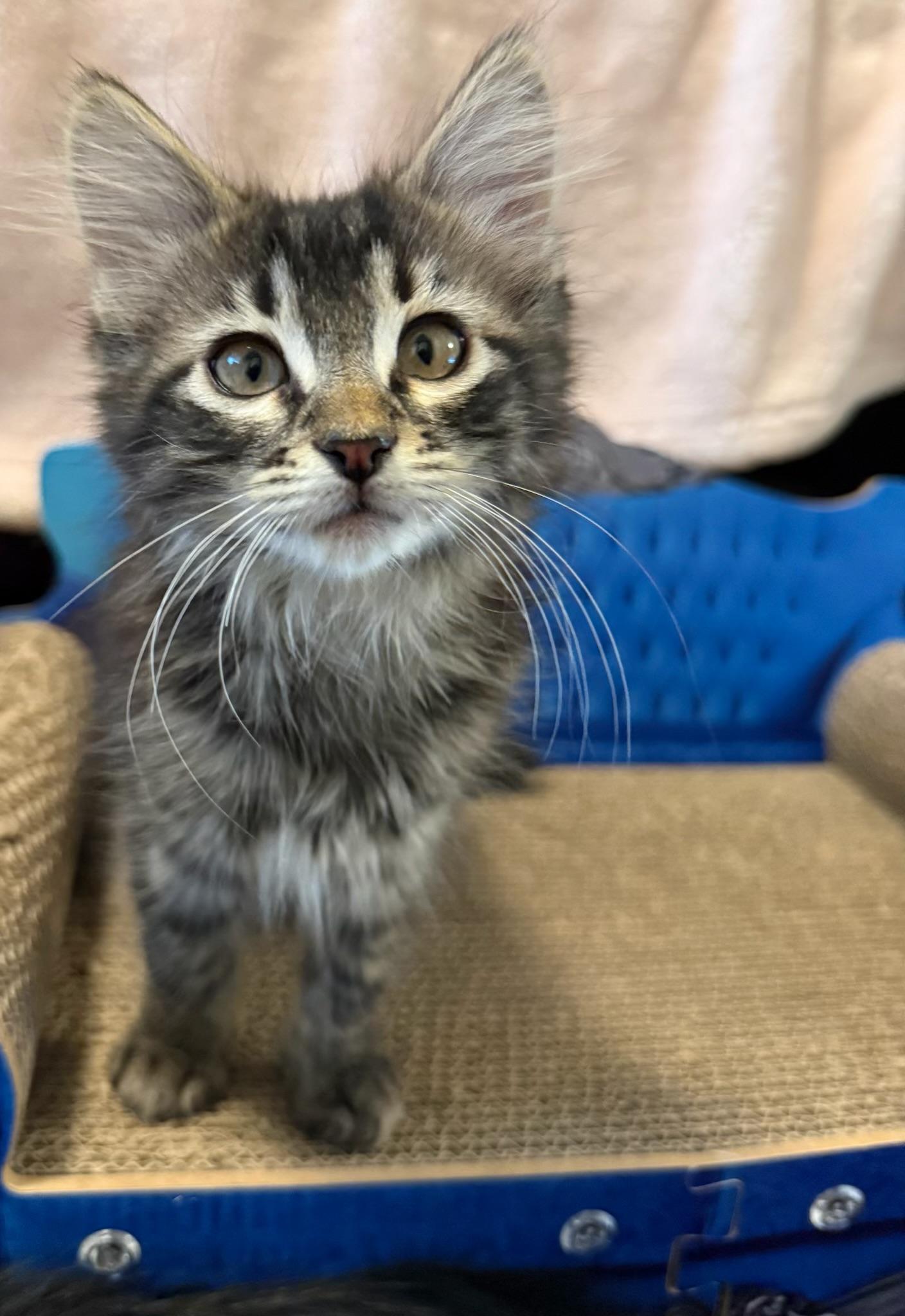 Rocky, adopted, Young Male Domestic Medium Hair.