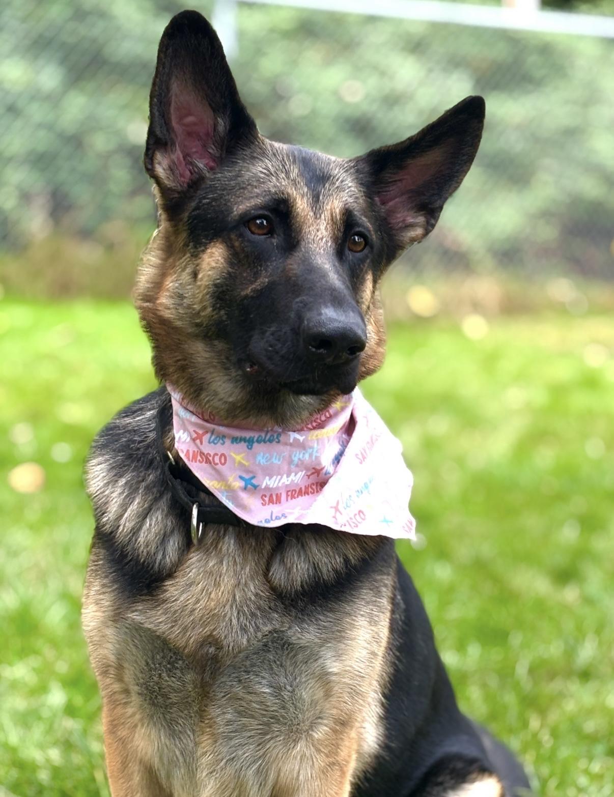Nicole #38352 (3 Years Old) , Adoptable, Adult Female German Shepherd Dog.