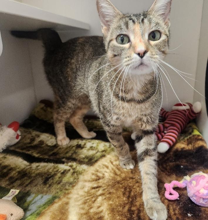 Magpie, a Adoptable Domestic Short Hair in Mason City, IA image 2/3