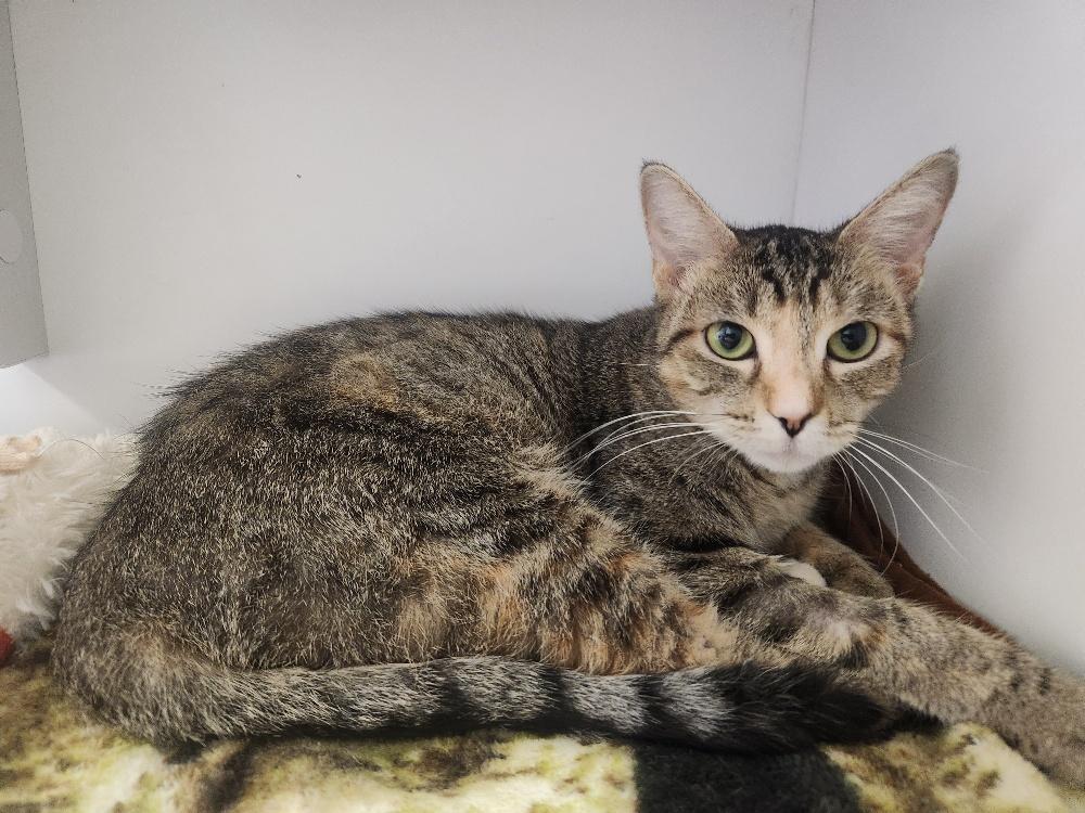 Magpie, a Adoptable Domestic Short Hair in Mason City, IA image 1/3