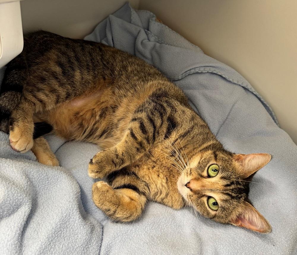 Magpie, Adoptable, Adult Female Domestic Short Hair.