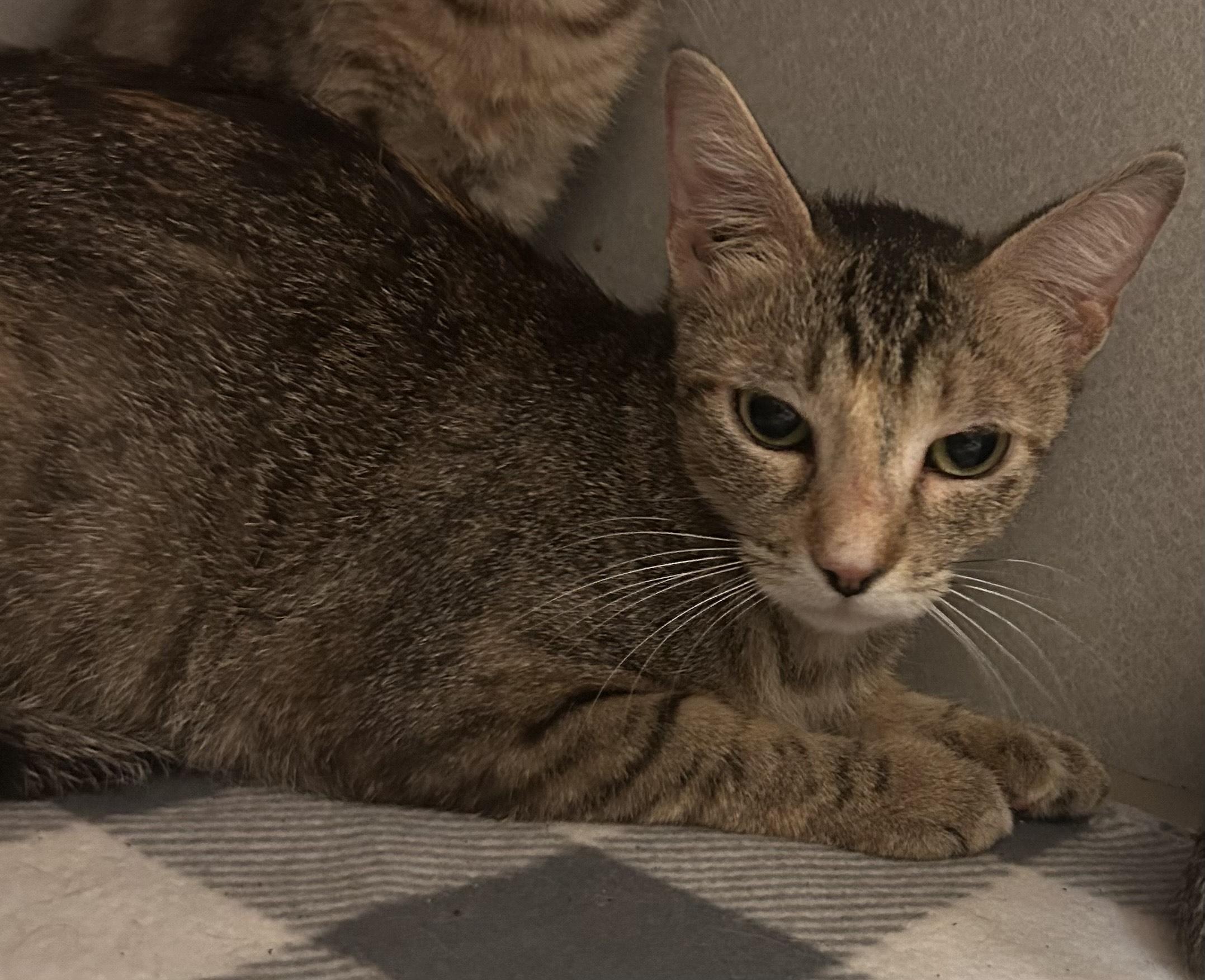 Magpie, Adoptable, Adult Female Domestic Short Hair.