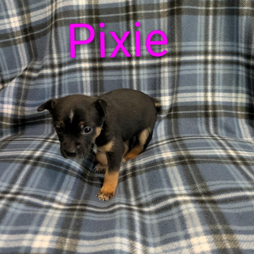 Enlarge Pixie, a Adoptable Cattle Dog in Hope Mills, NC image 1/1