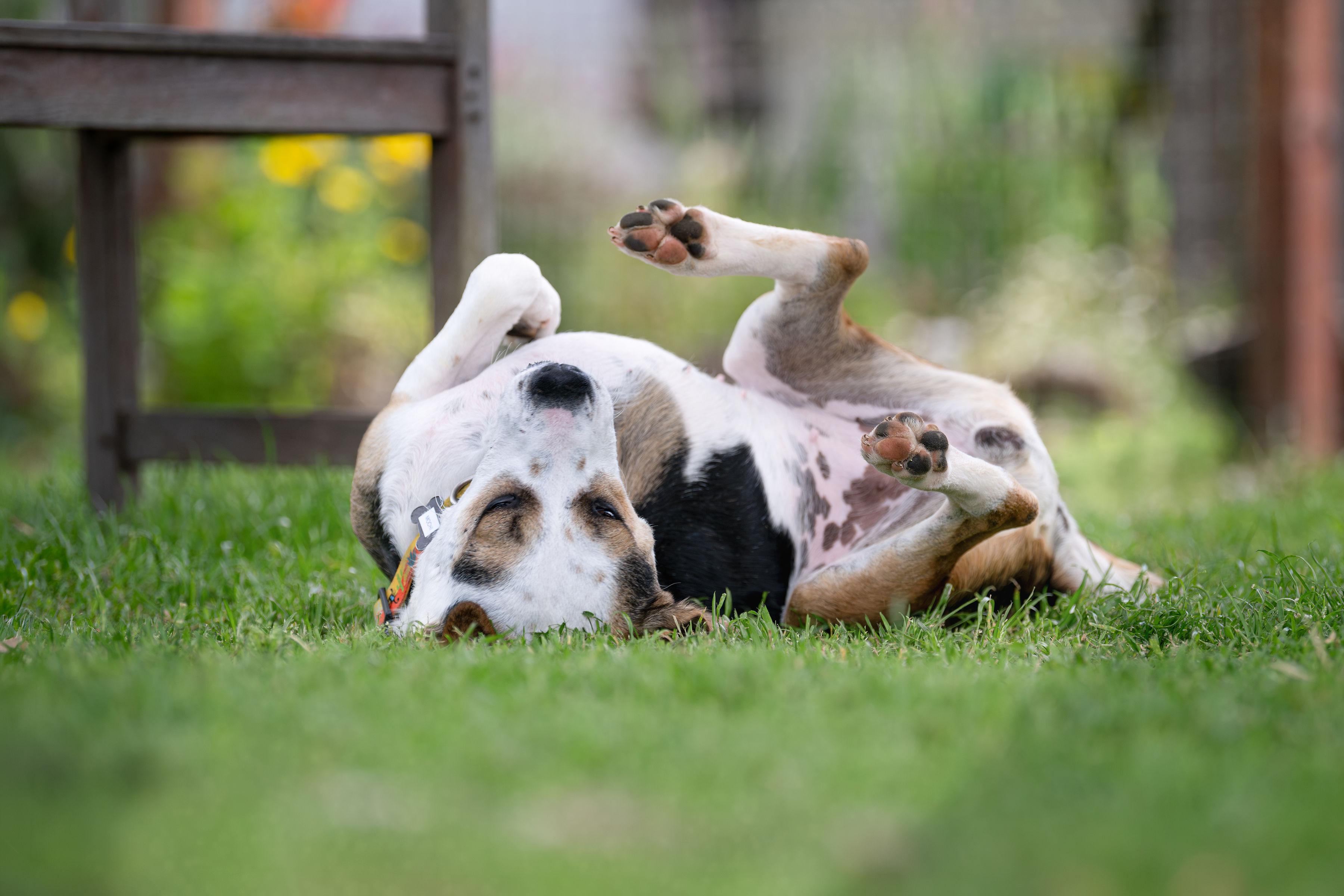 Enlarge Mochi, an adoptable mixed breed in Santa Rosa, CA image 4/6