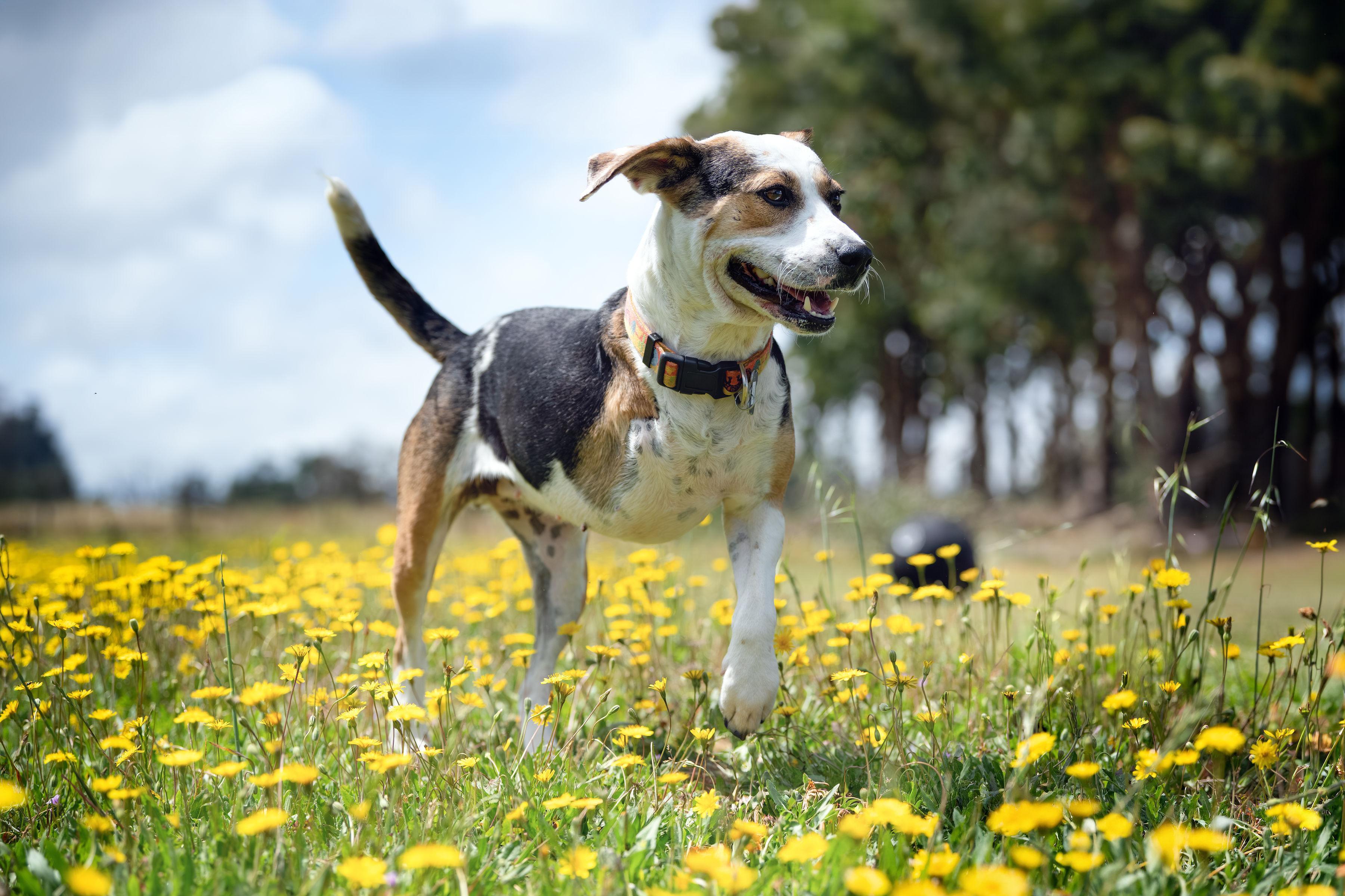 Enlarge Mochi, an adoptable mixed breed in Santa Rosa, CA image 1/6