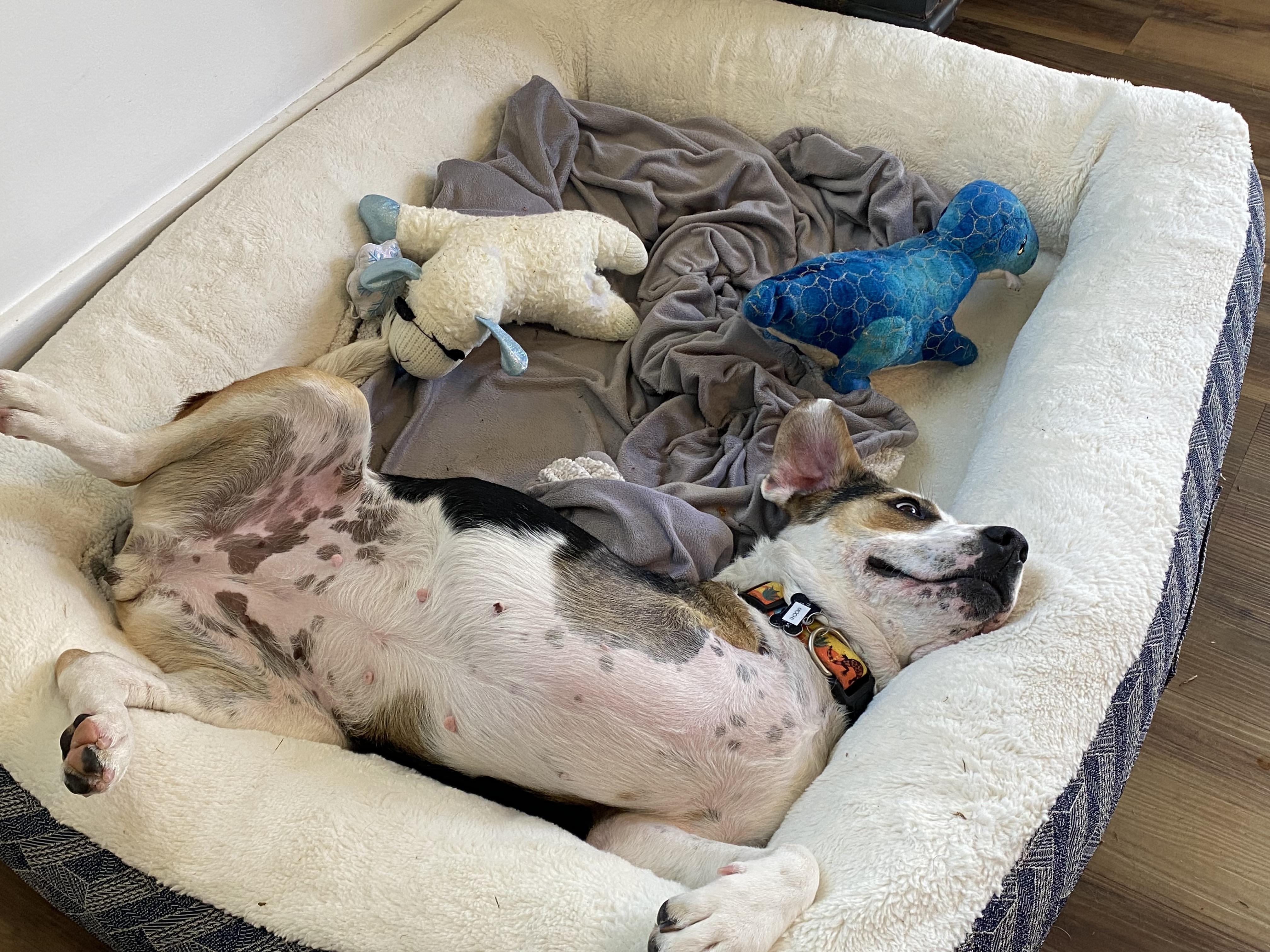 Enlarge Mochi, an adoptable mixed breed in Santa Rosa, CA image 3/6