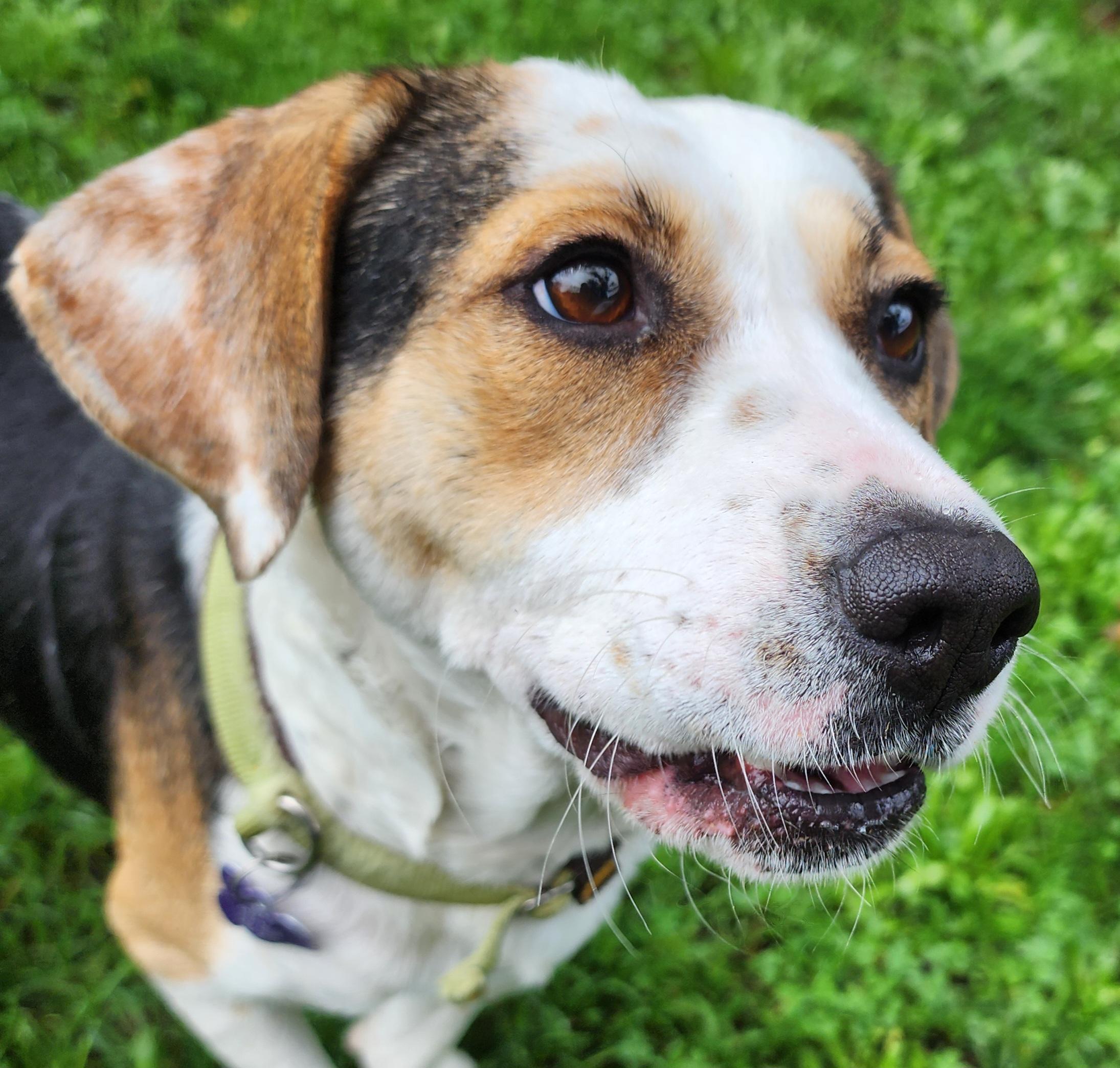 Mochi, adoptable, Adult Female Cattle Dog.