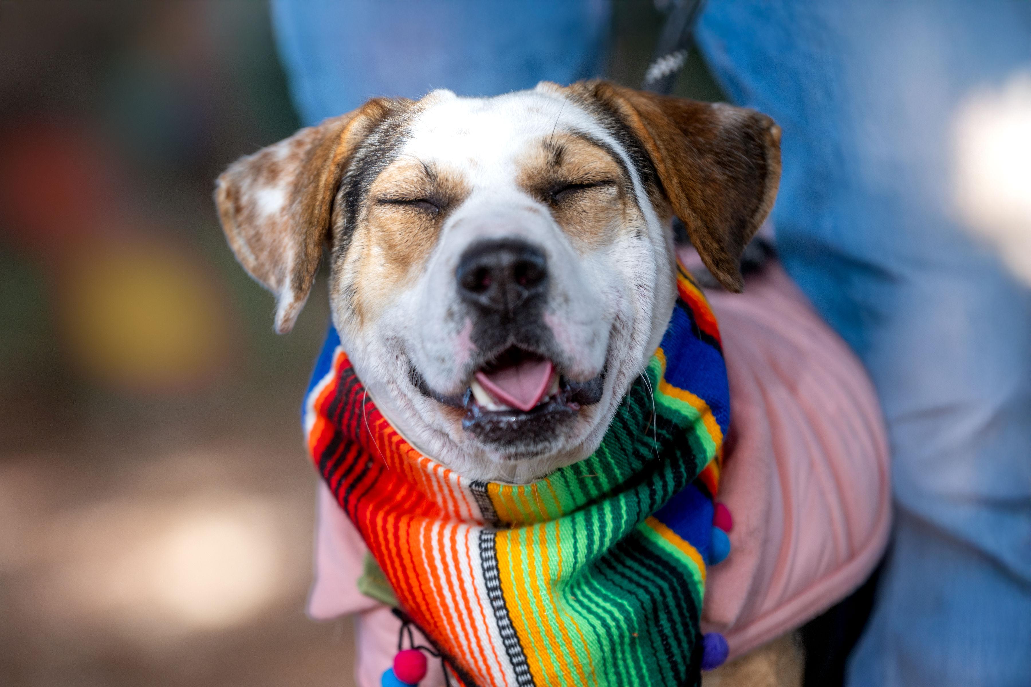 Mochi, an adoptable mixed breed in Santa Rosa, CA image 2/6