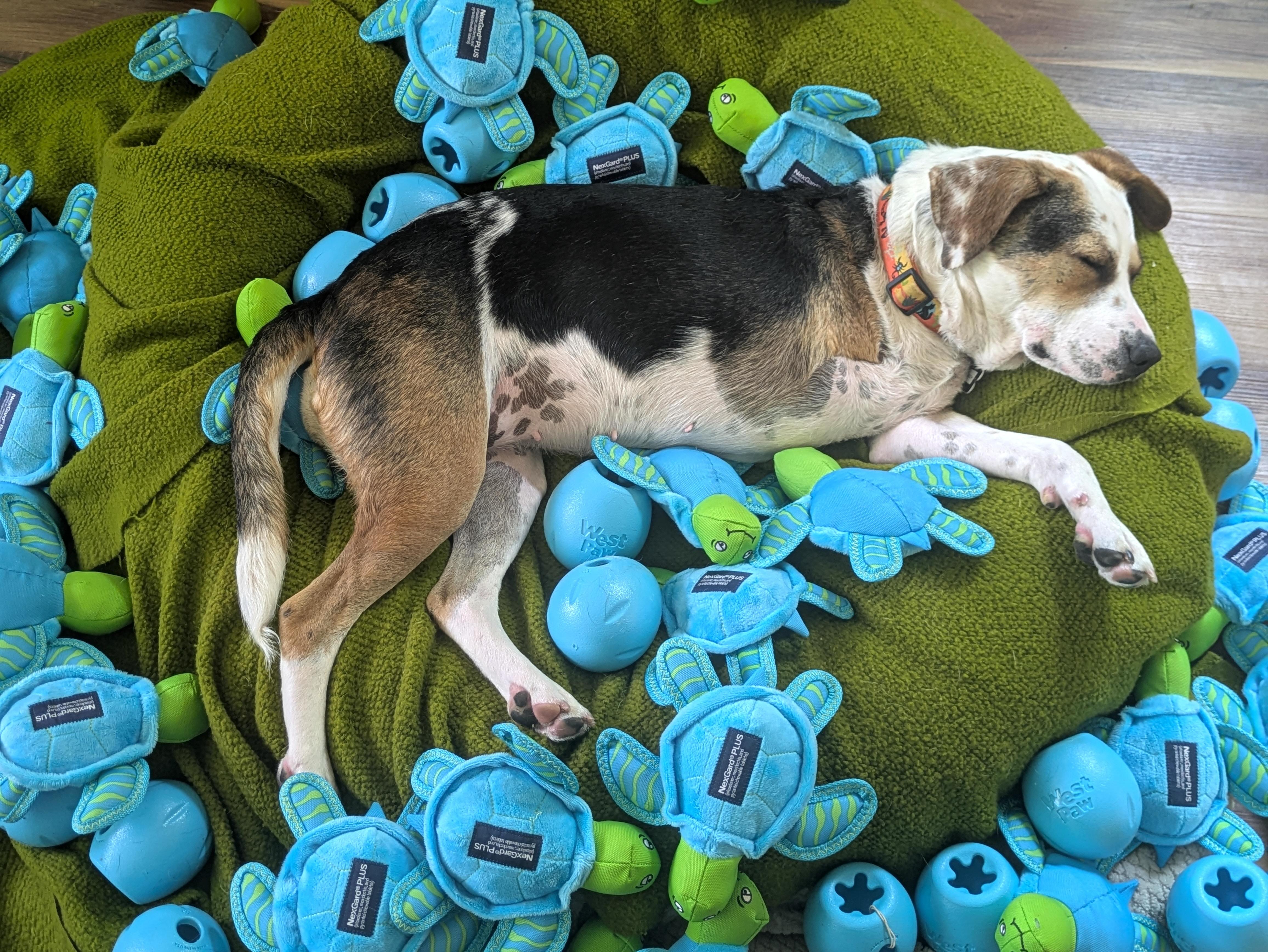 Enlarge Mochi, an adoptable mixed breed in Santa Rosa, CA image 5/6