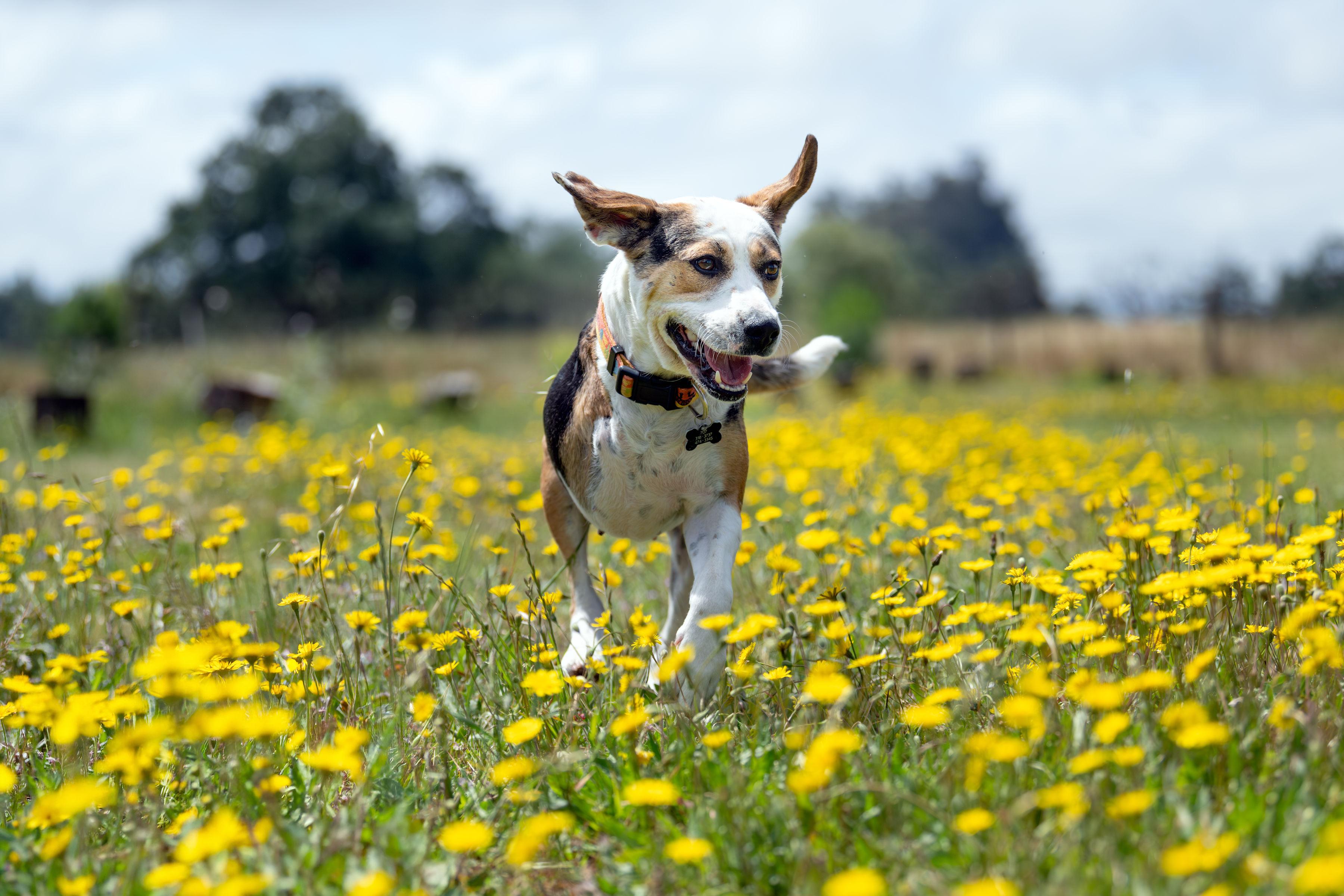 Enlarge Mochi, an adoptable mixed breed in Santa Rosa, CA image 6/6