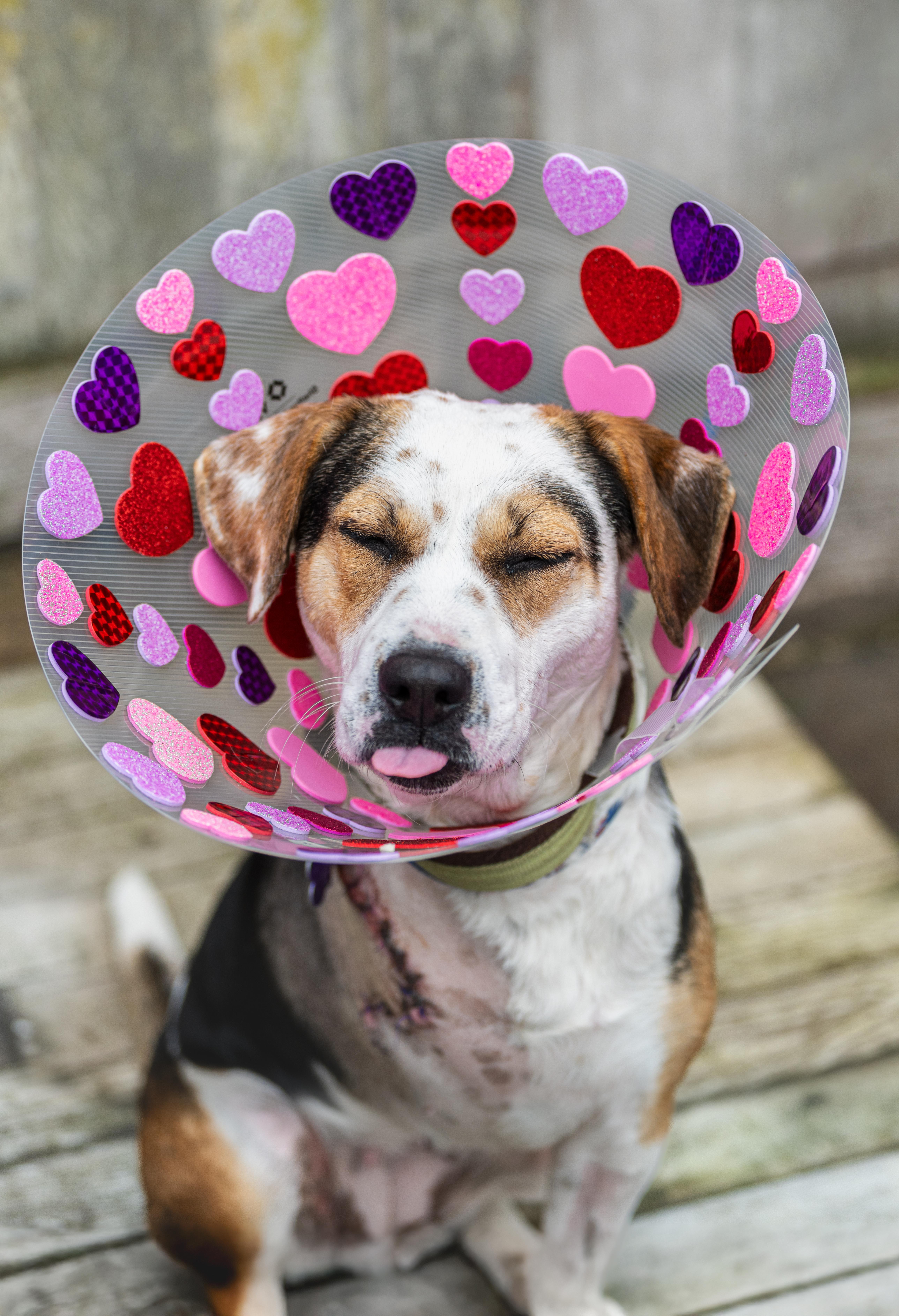 Mochi, an adoptable mixed breed in Santa Rosa, CA image 4/6