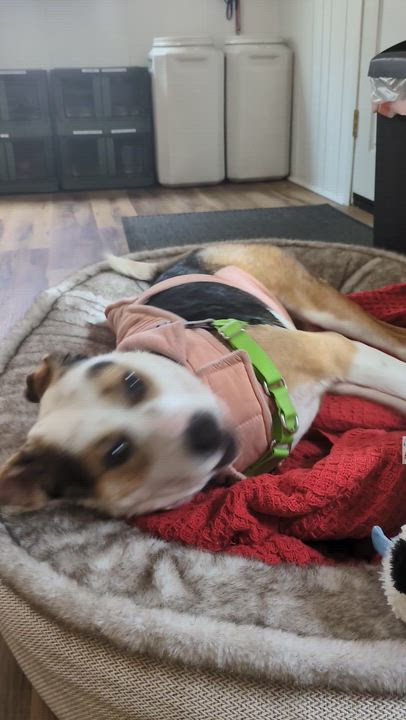 Enlarge Mochi, an adoptable mixed breed in Santa Rosa, CA video 6/6