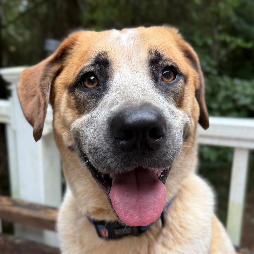 Enlarge Floki, a Adoptable mixed breed in Aberdeen, NC image 2/6