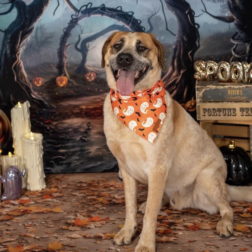 Enlarge Floki, a Adoptable mixed breed in Aberdeen, NC image 4/6