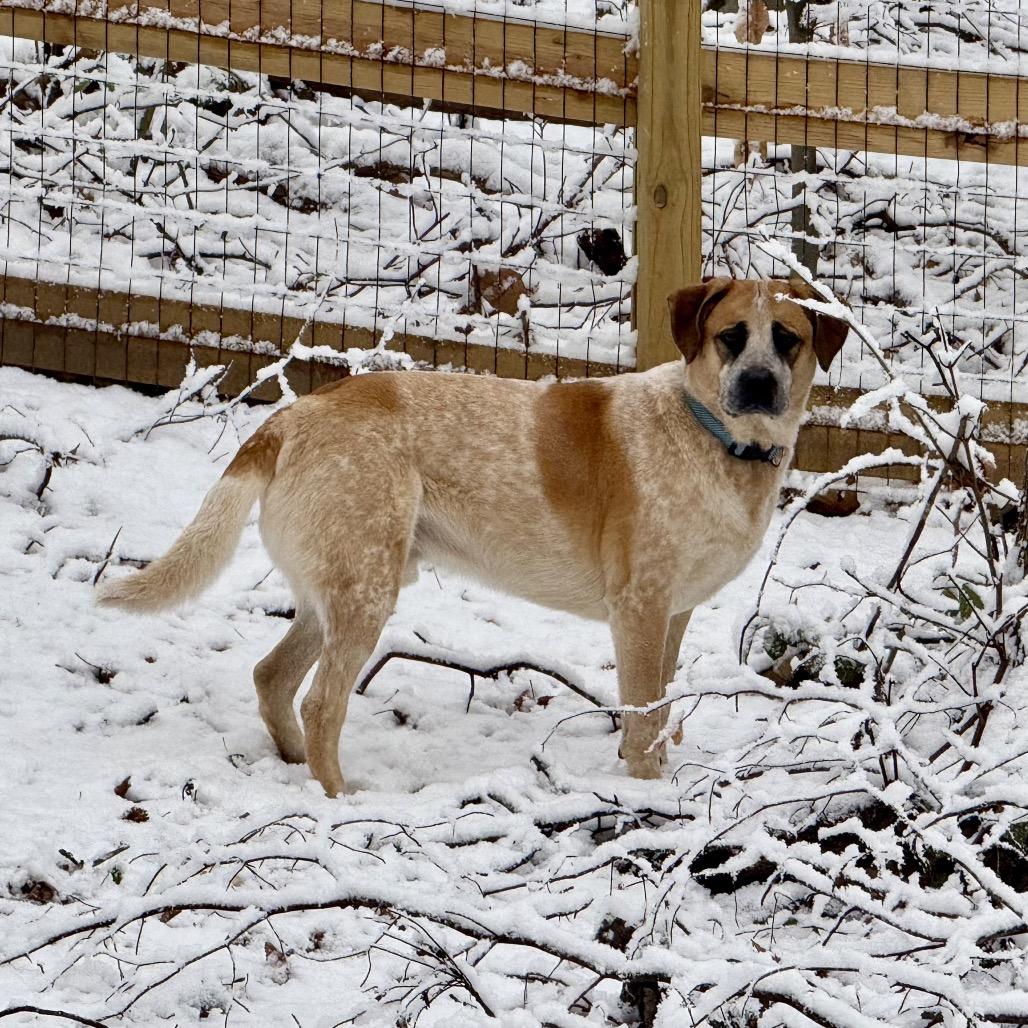 Floki, a Adoptable mixed breed in Aberdeen, NC image 5/6
