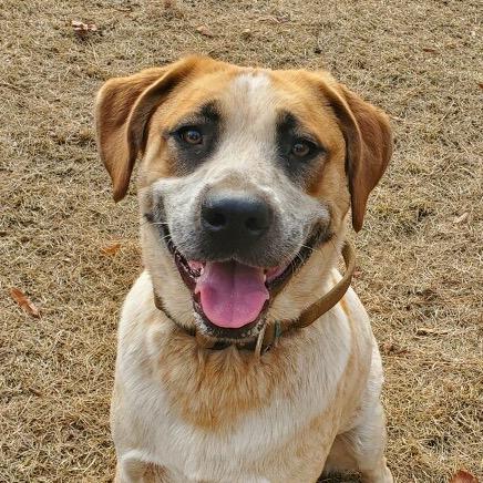 Enlarge Floki, a Adoptable mixed breed in Aberdeen, NC image 6/6