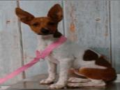 Enlarge AAD Upcoming Arrival! Star - 26156, a Adoptable mixed breed in Armonk, NY image 1/1