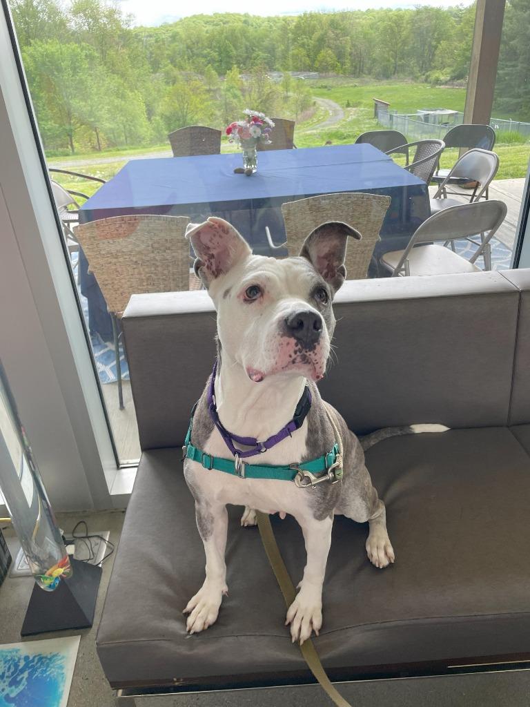 Kali, Adoptable, Adult Female Mixed Breed.