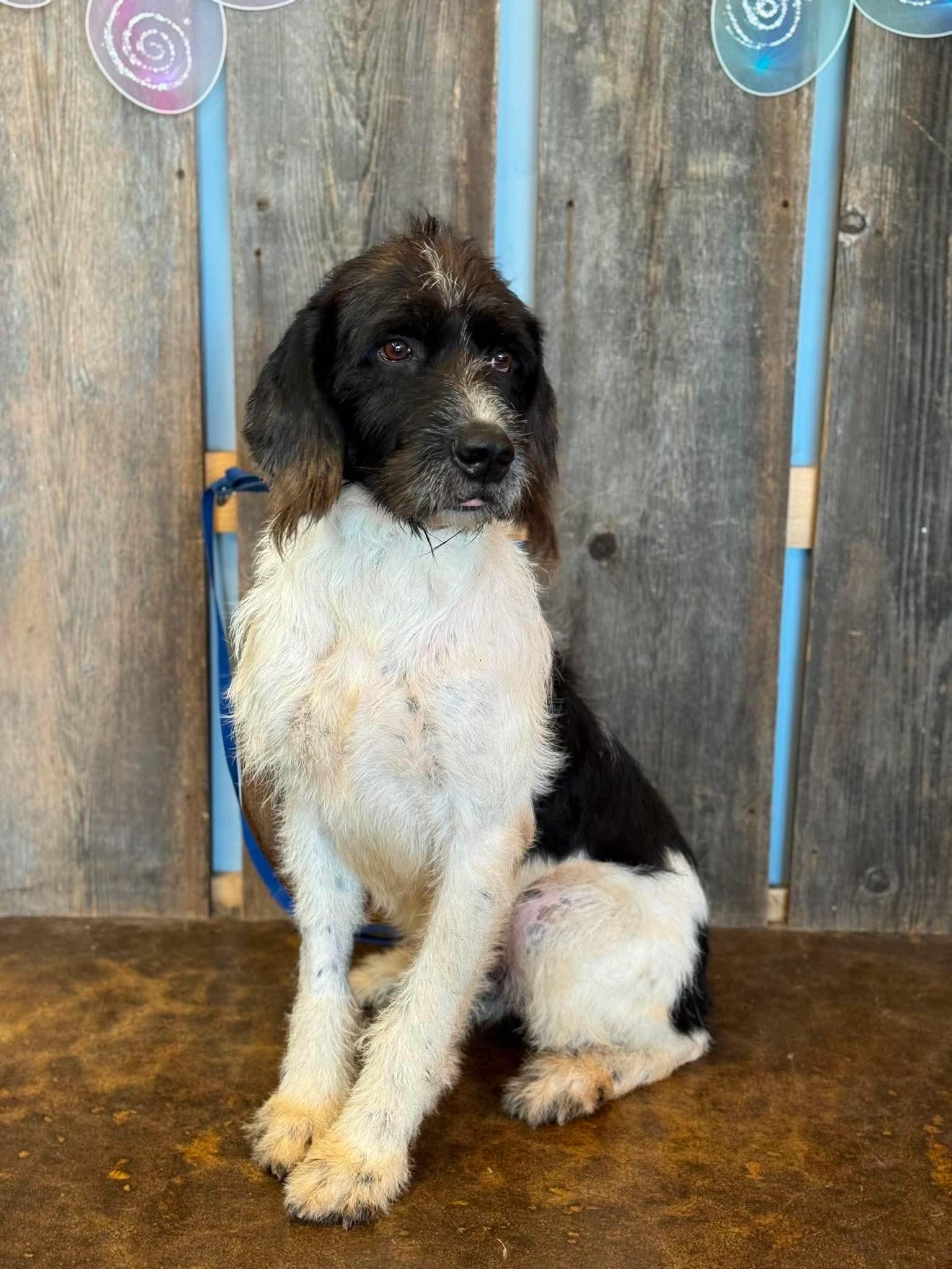 Enlarge OLIVER 425, a ADOPTABLE mixed breed in Milwaukee, WI image 1/5