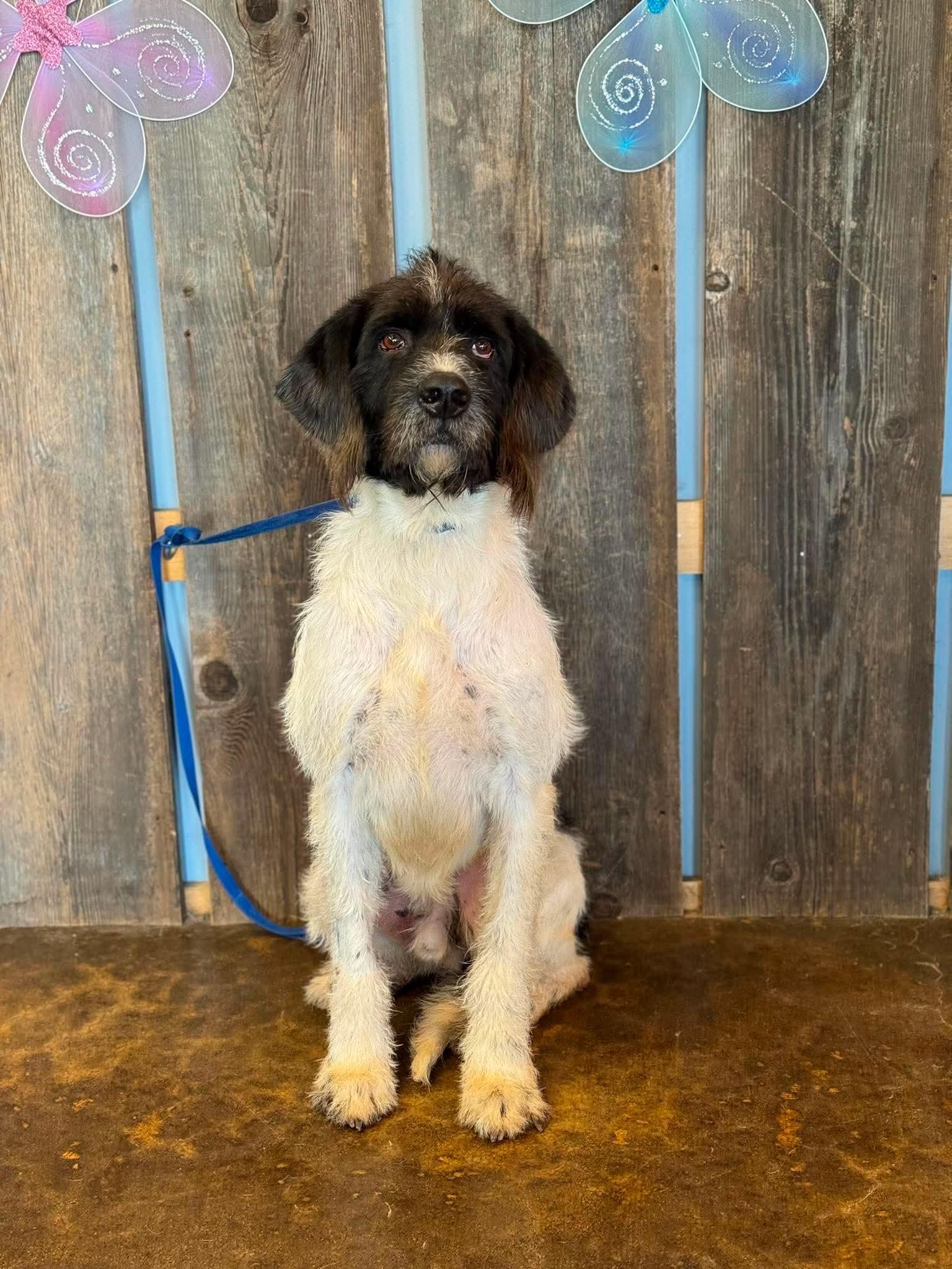 Enlarge OLIVER 425, a ADOPTABLE mixed breed in Milwaukee, WI image 5/5